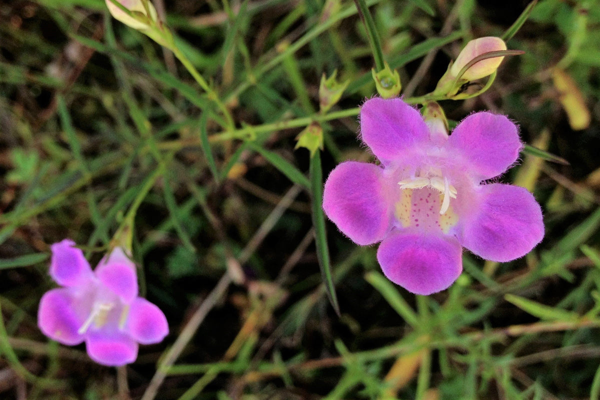 100 FALSE PURPLE FOXGLOVE Rose Gerardia Wetland Agalinis Purpurea Flower Seeds