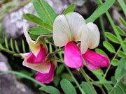30 GOAT'S RUE Tephrosia Virginiana Cracca Flower Grass Legume Ground Cover Seeds