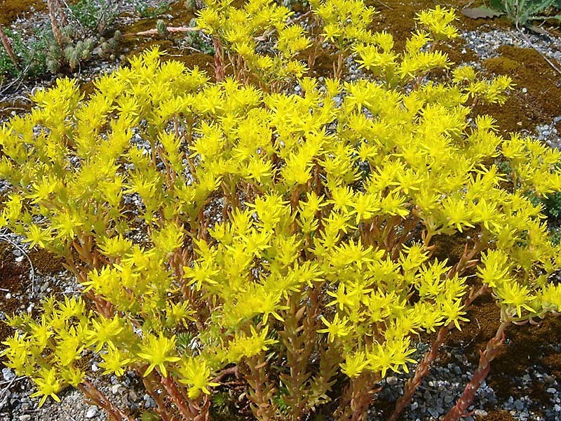 50 BLUE SPRUCE SEDUM Reflexum Succulent Jenny's Stonecrop Goldmoss Yellow Flower Seeds