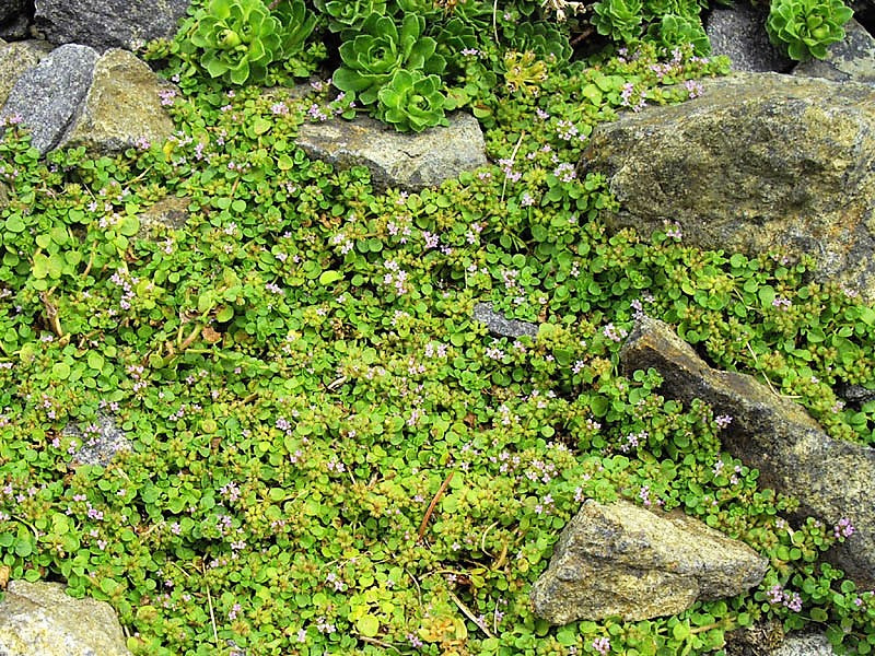 1000 Bulk CORSICAN MINT Mentha Requienii Herb Fragrant Ground Cover Flower Seeds