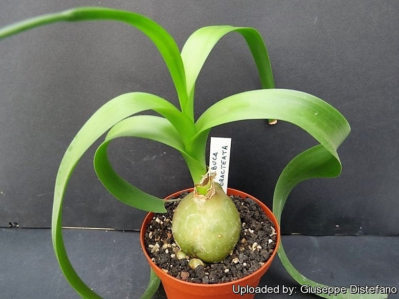 onion house plant 20 PREGNANT Onion SEEDS aka False Sea Onion Lily Ornithogalum Caudatum Flower Good Houseplant