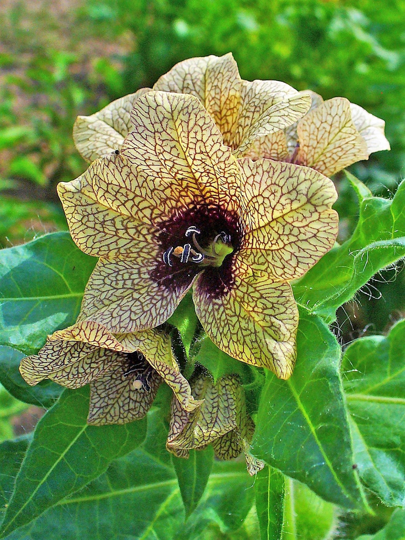 200 Black HENBANE Nightshade Hyoscyamus Niger Flower Seeds