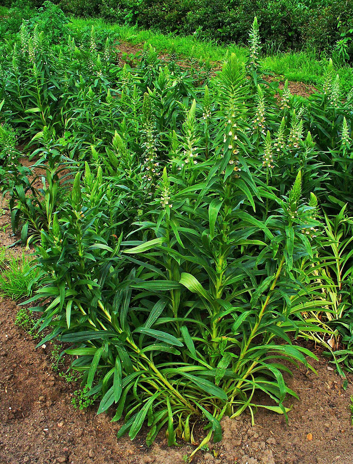 200 GRECIAN FOXGLOVE Wooly Digitalis Lanata Hummingbird White Yellow Purple Brown Flower Seeds