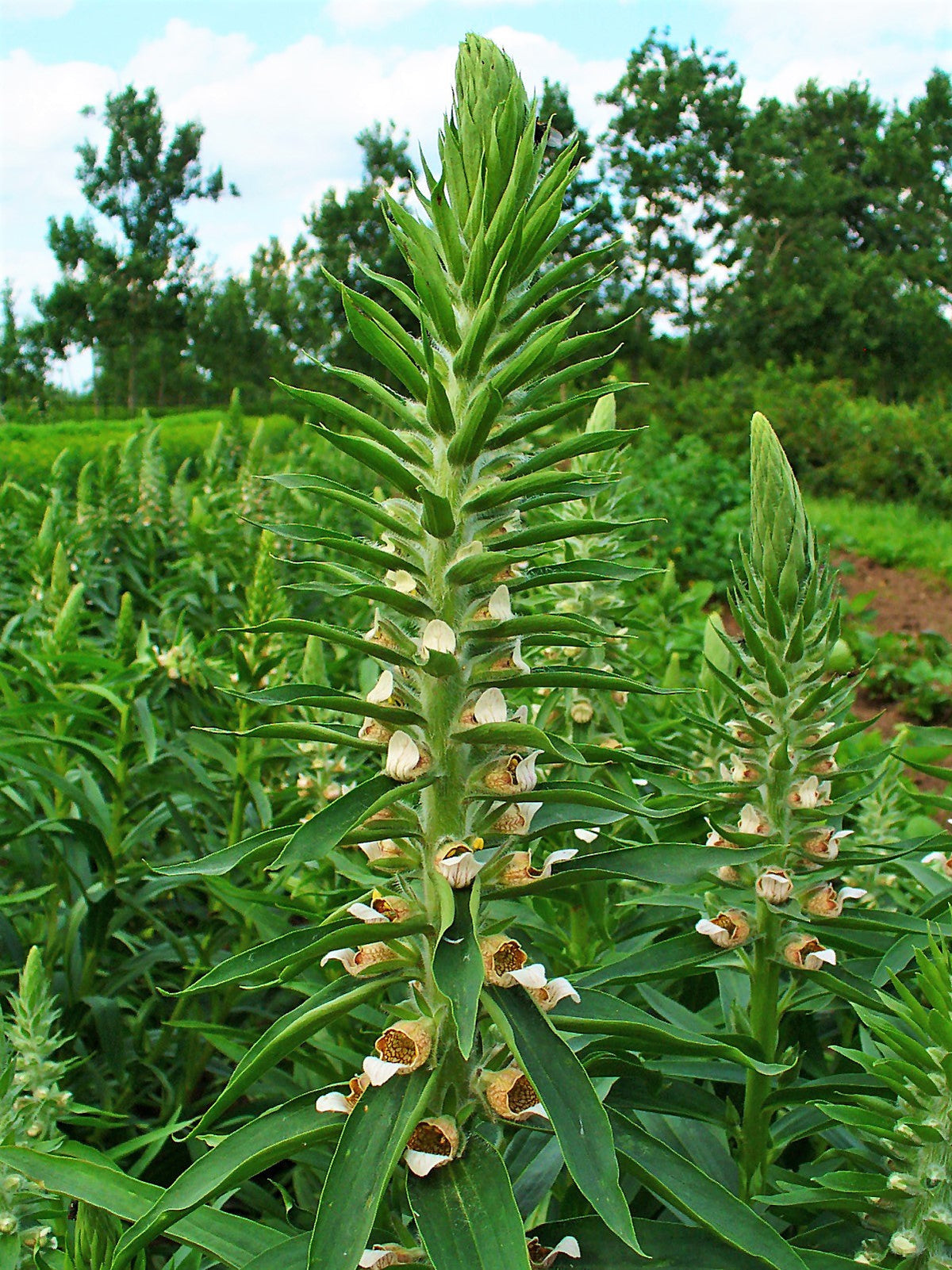 200 GRECIAN FOXGLOVE Wooly Digitalis Lanata Hummingbird White Yellow Purple Brown Flower Seeds