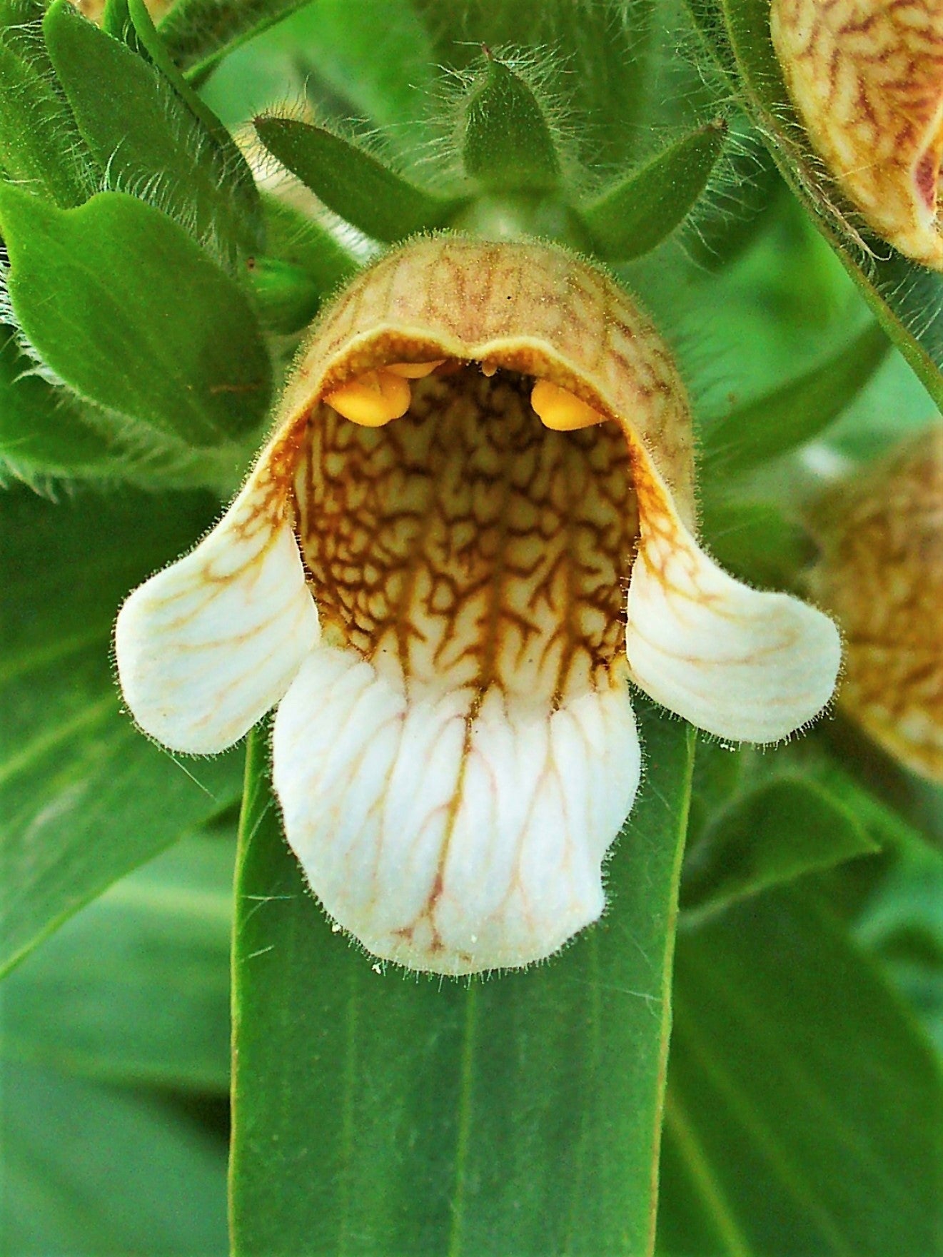 200 GRECIAN FOXGLOVE Wooly Digitalis Lanata Hummingbird White Yellow Purple Brown Flower Seeds