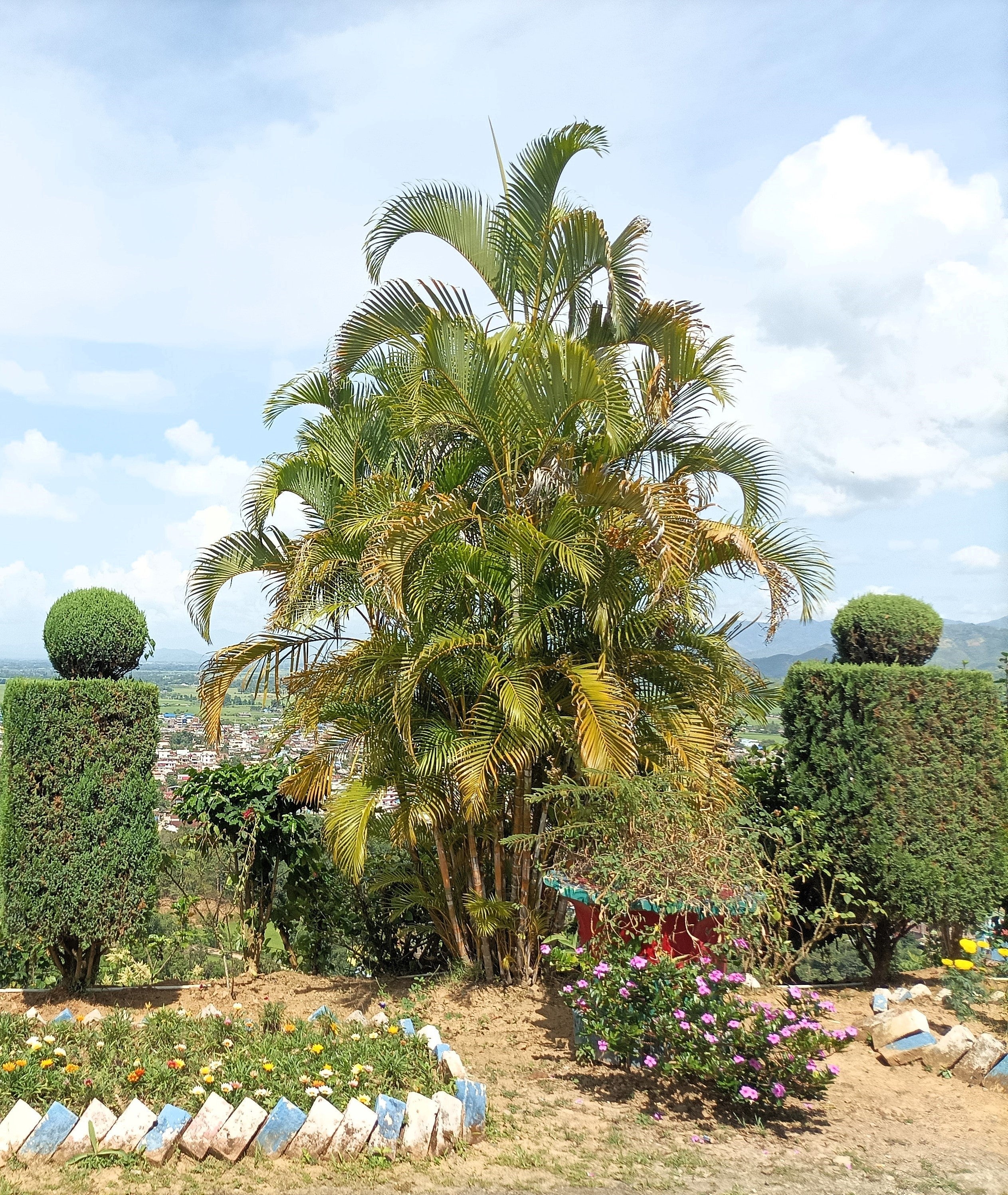 5 BAMBOO PALM Chamaedorea Seifrizii Reed or Parlor Palm Tree Sun Shade Houseplant Seeds