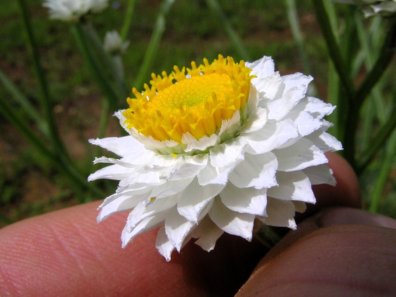 250 WHITE WINGED EVERLASTING Ammobium Alatum Flower Seeds