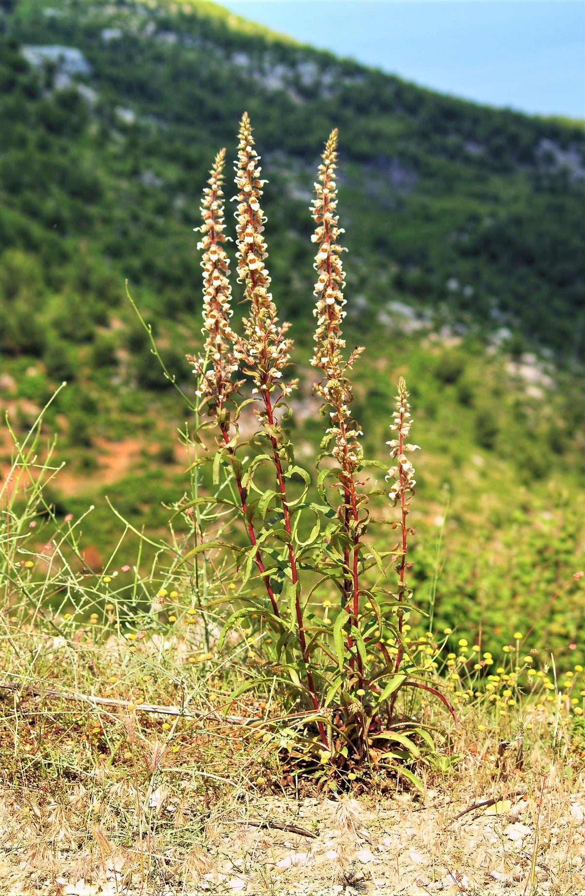 200 GRECIAN FOXGLOVE Wooly Digitalis Lanata Hummingbird White Yellow Purple Brown Flower Seeds