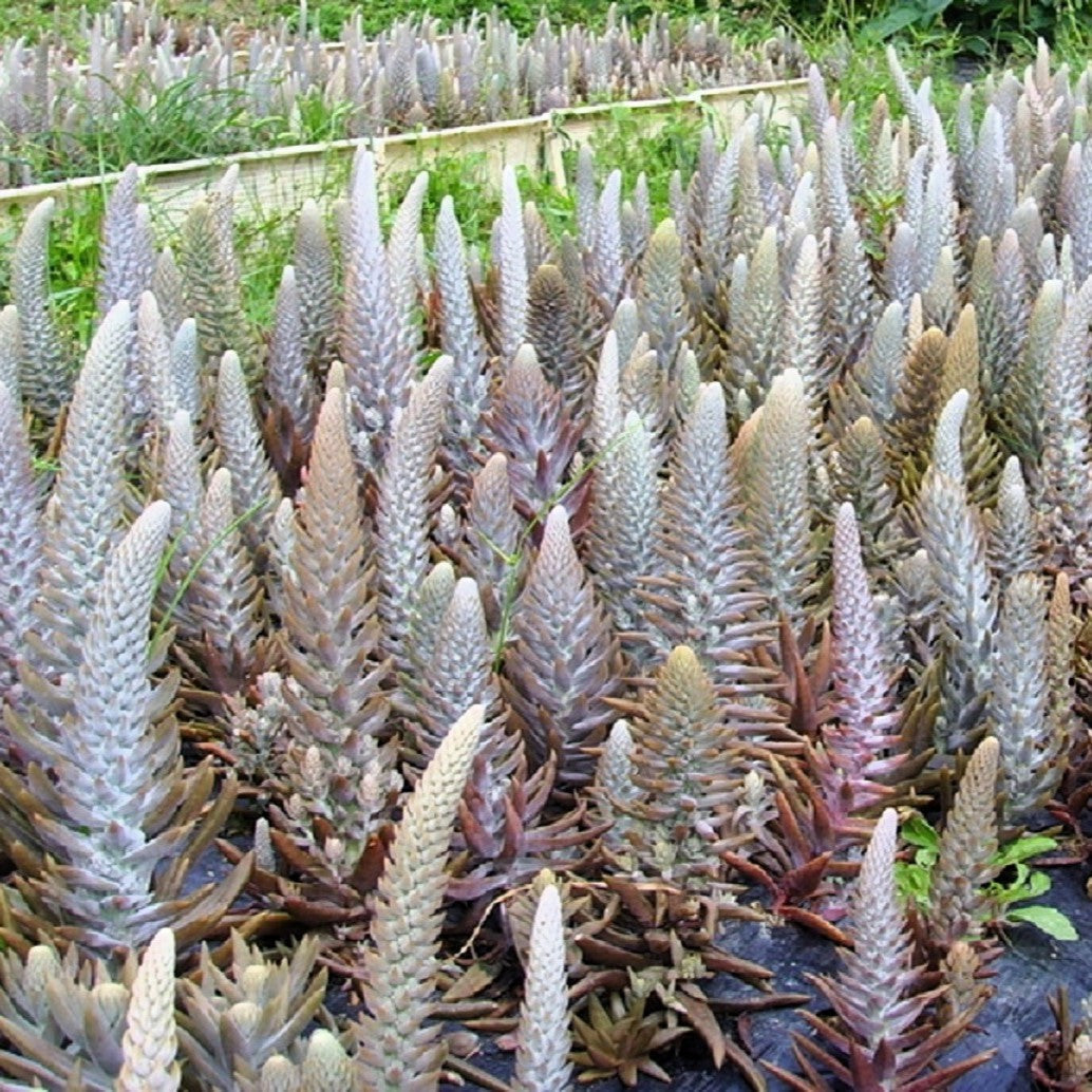 50 ROCK PINE Orostachys Japonica Multicolored Succulent Pink Flower Houseplant Seeds