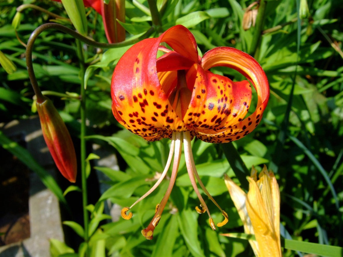 10 LEOPARD LILY California Tiger Lily Panther Lilium Pardalinum Yellow Orange Red Spotted Native Flower Seeds