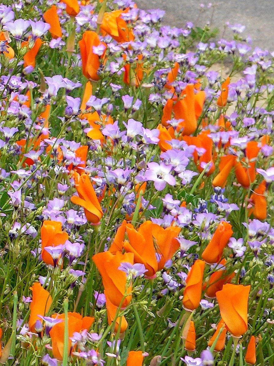 1000 BIRDS EYES Gilia Tricolor Lavender White Native Fragrant Hummingbird Flower Seeds