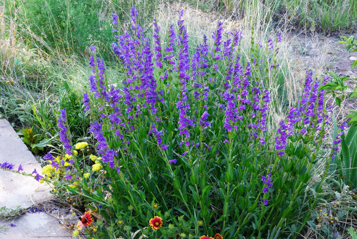 300 Blue ROCKY MOUNTAIN BEARDTONGUE Penstemon Strictus Flower Seeds