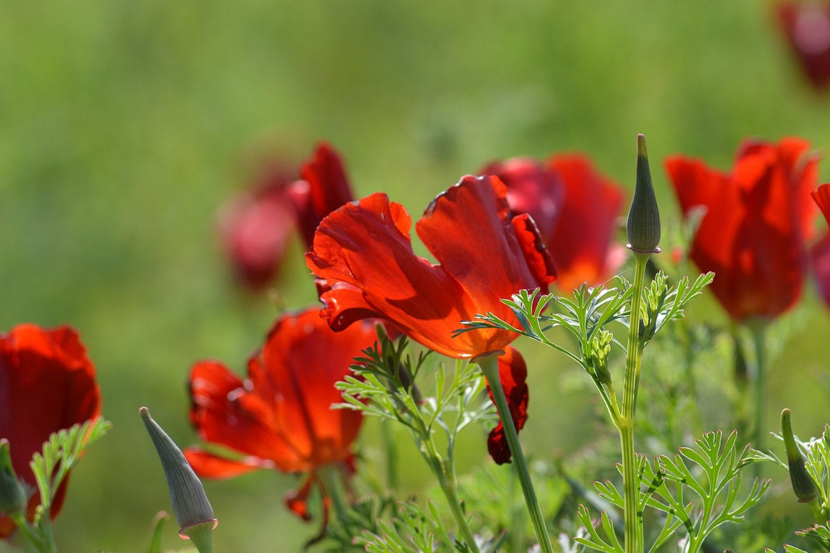 100 RED CALIFORNIA POPPY Eschscholzia Californica Native Flower Seeds