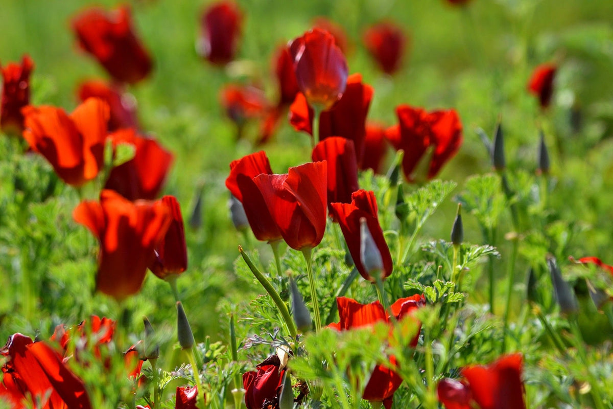 100 RED CALIFORNIA POPPY Eschscholzia Californica Native Flower Seeds