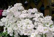 100 WHITE FAIRY PRIMROSE Primula Malacoides Baby Primrose Shade Houseplant Flower Seeds
