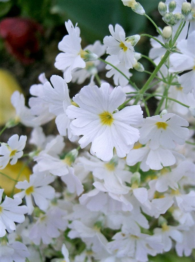 100 WHITE FAIRY PRIMROSE Primula Malacoides Baby Primrose Shade Houseplant Flower Seeds
