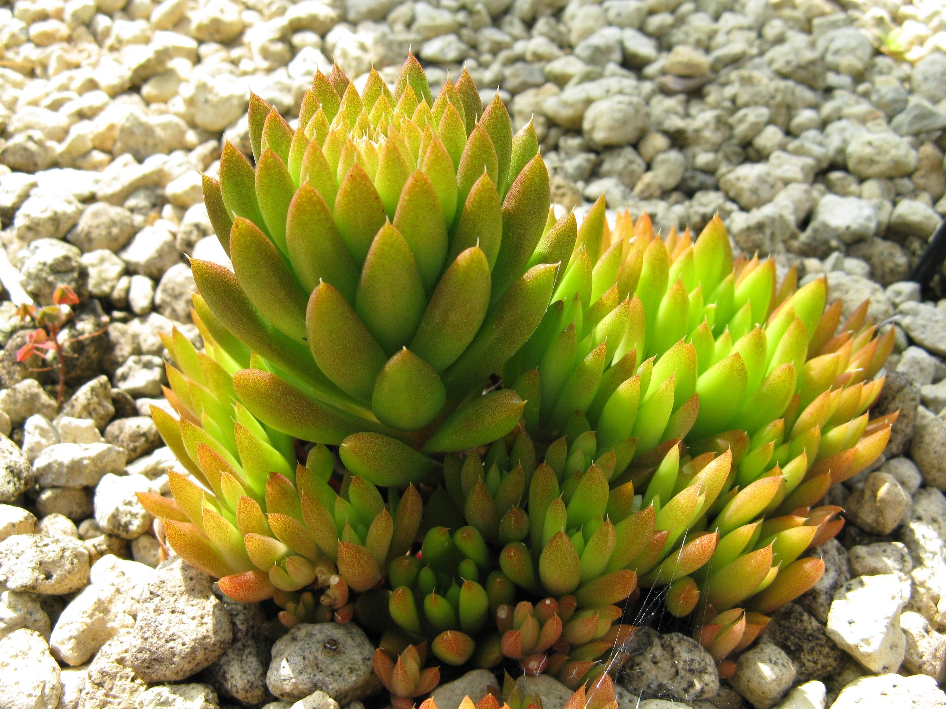 50 ROCK PINE Orostachys Japonica Multicolored Succulent Pink Flower Houseplant Seeds