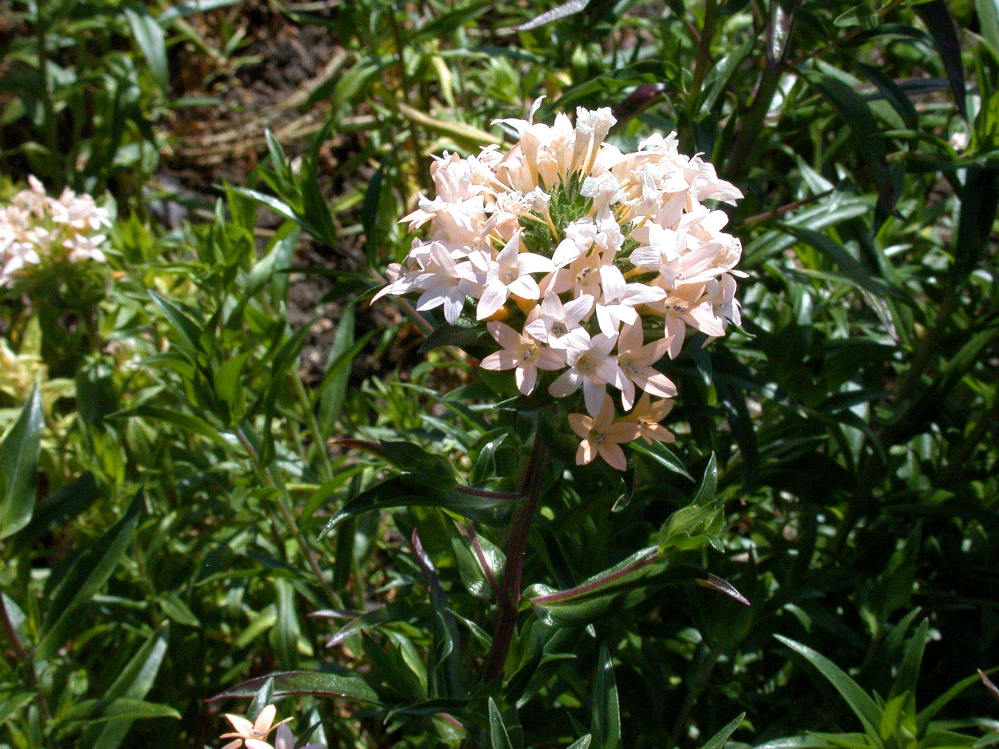 100 LARGE FLOWERED PHLOX Collomia Grandiflora Flower Seeds