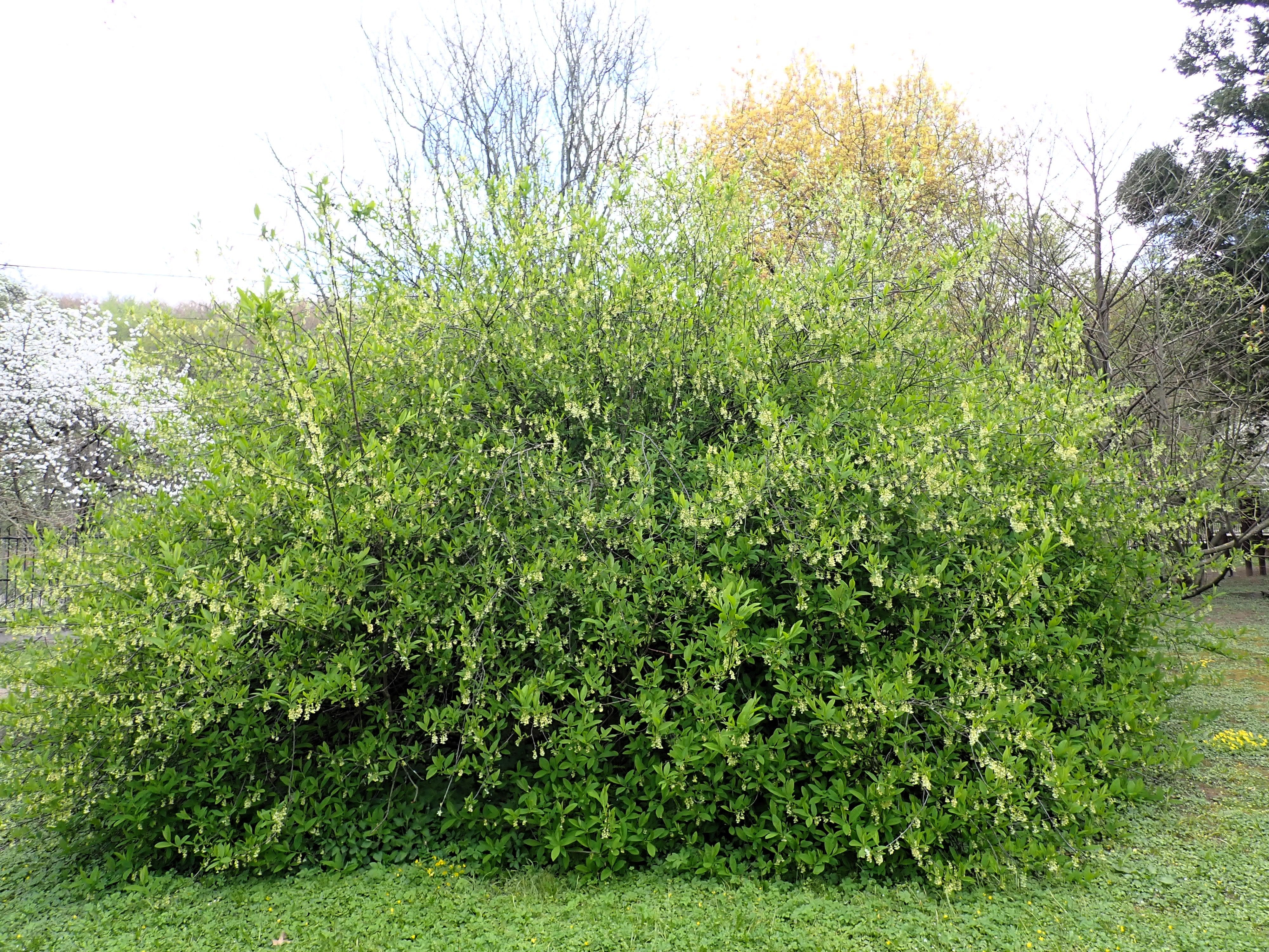 15 INDIAN PLUM Osoberry Oregon Oso Berry Oemleria Cerasiformis Fruit Shrub Seeds