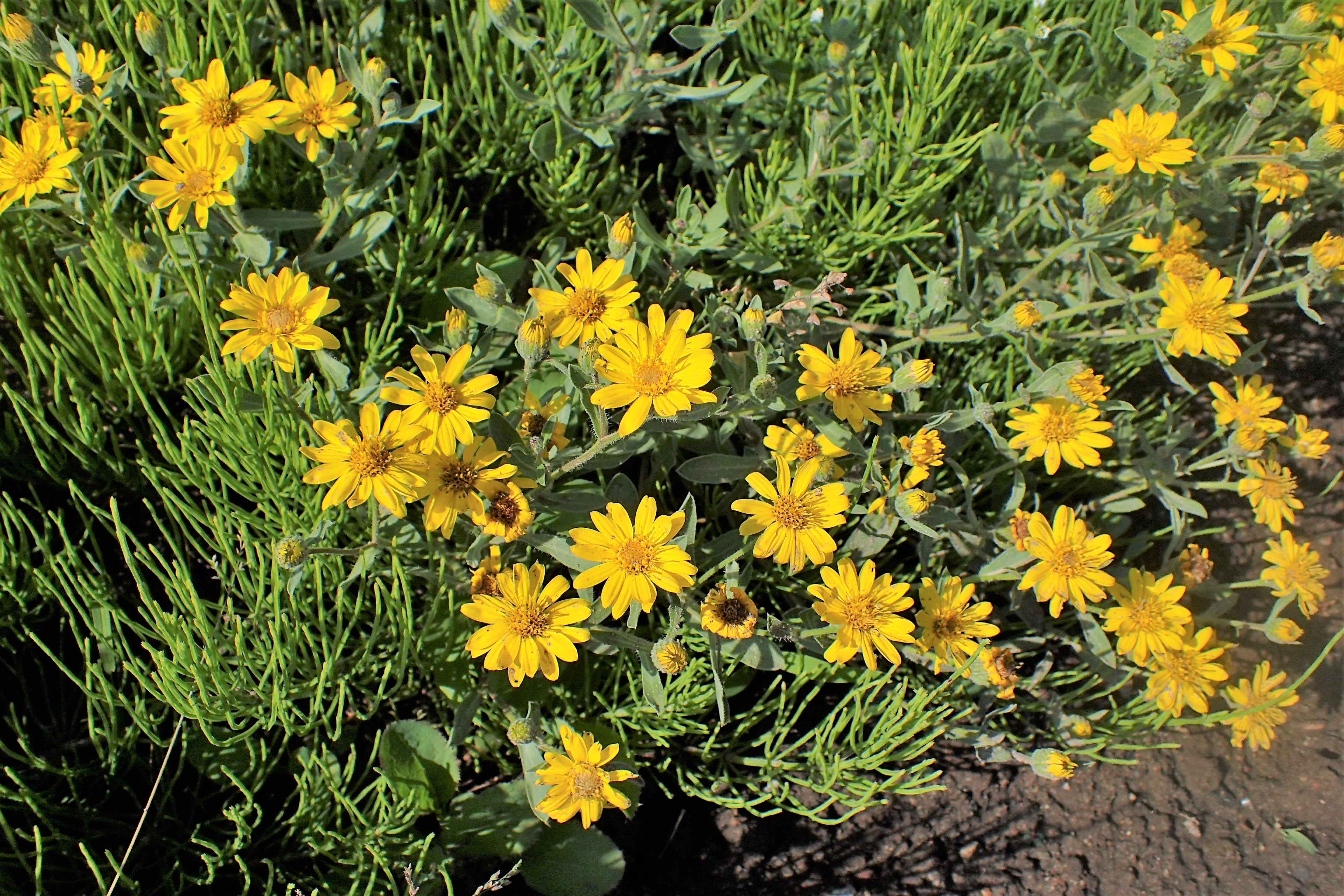 100 HAIRY GOLDEN ASTER Chrysopsis Heterotheca Villosa Herb Yellow Flower Seeds