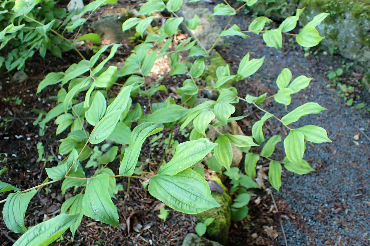 10 HOOKERS FAIRYBELLS Drops of Gold Prosartes Disporum Hookeri Native Flower Seeds