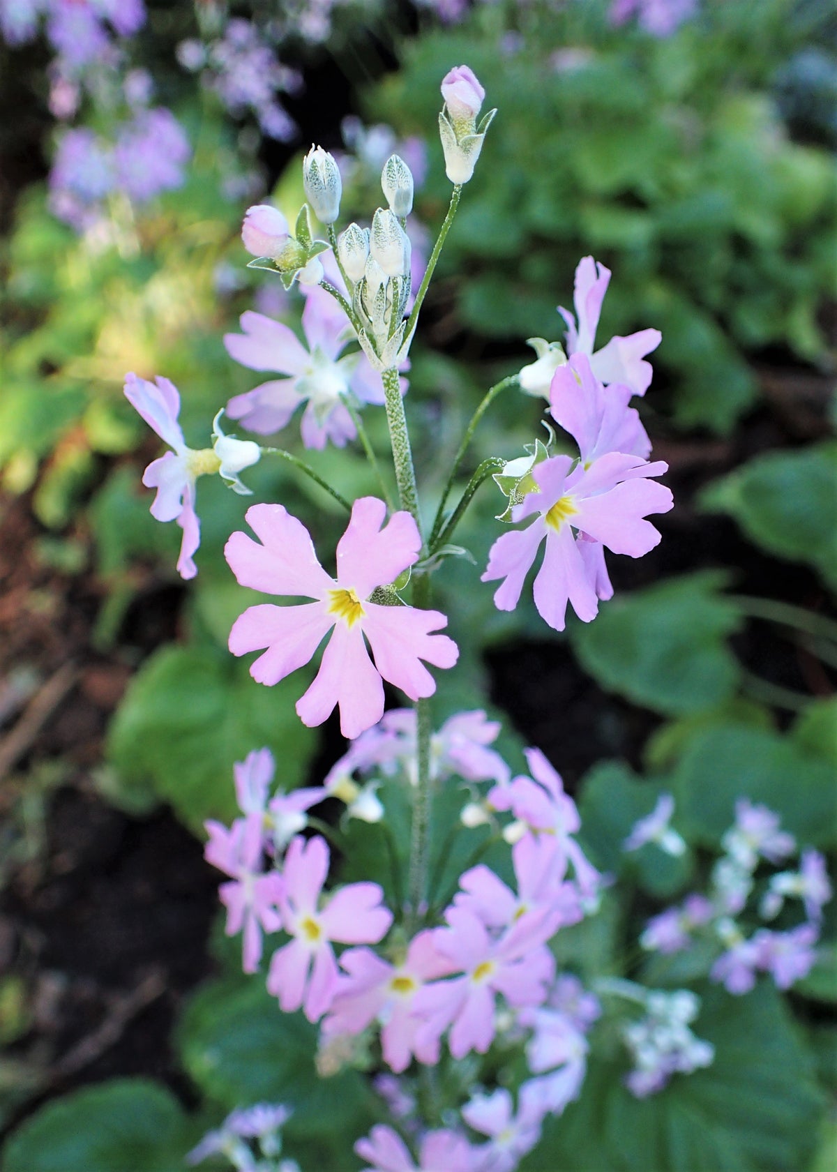 100 PINK FAIRY PRIMROSE Primula Malacoides Baby Primrose Shade Houseplant Flower Seeds