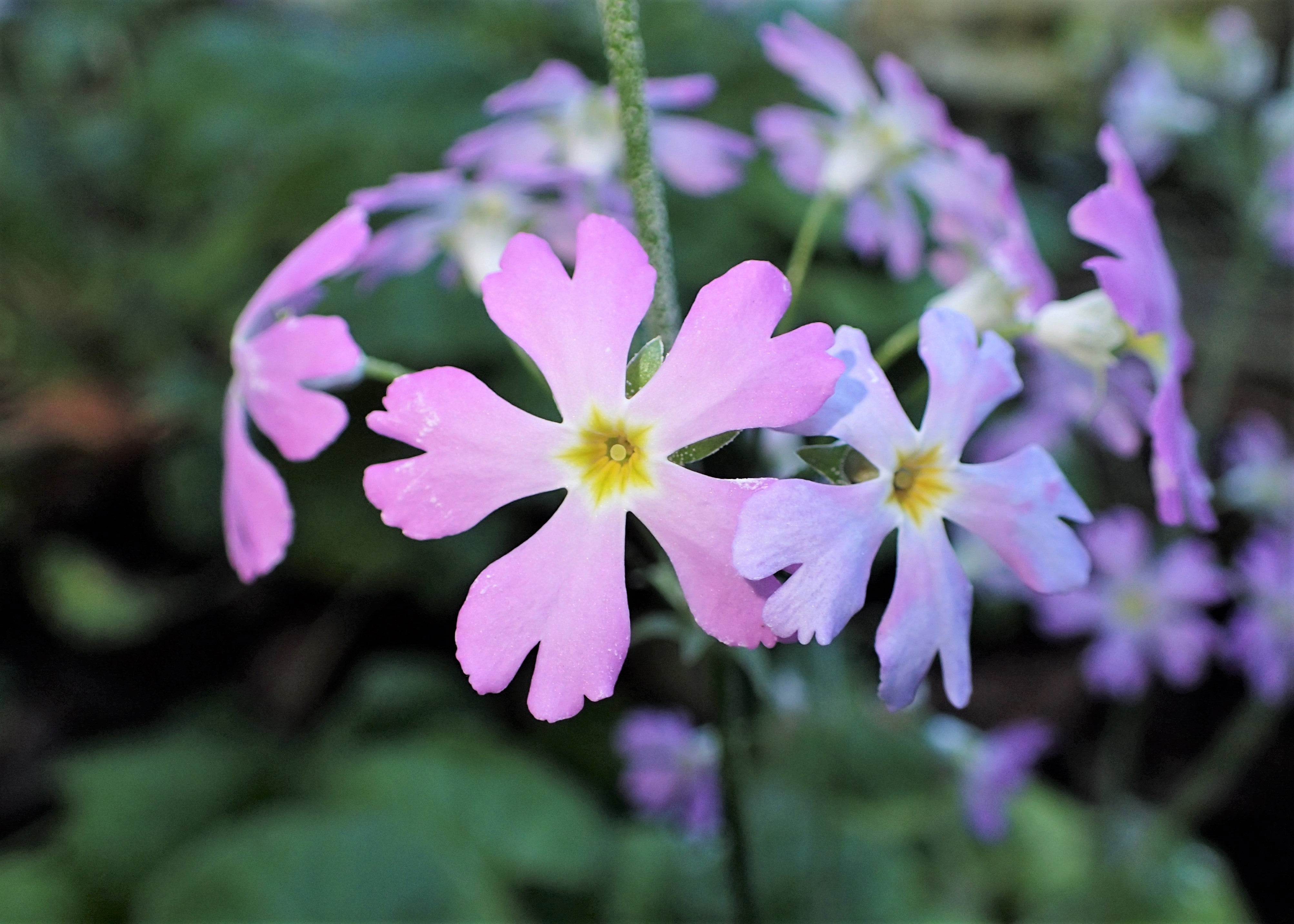 100 PINK FAIRY PRIMROSE Primula Malacoides Baby Primrose Shade Houseplant Flower Seeds