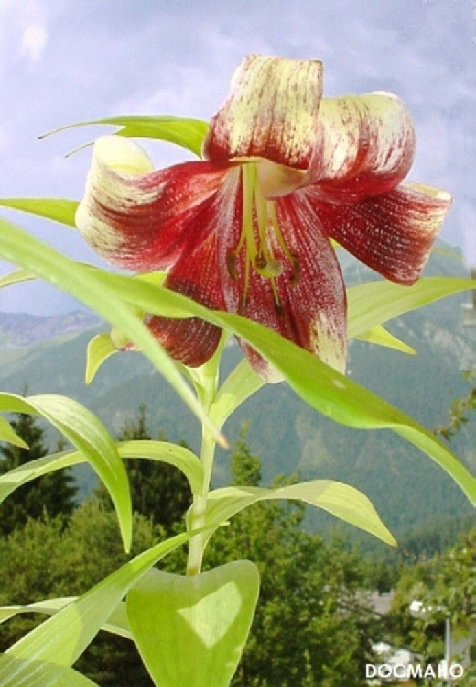 5 NEPAL LILY Green & Maroon Lilium Nepalense Fragrant Flower Seeds