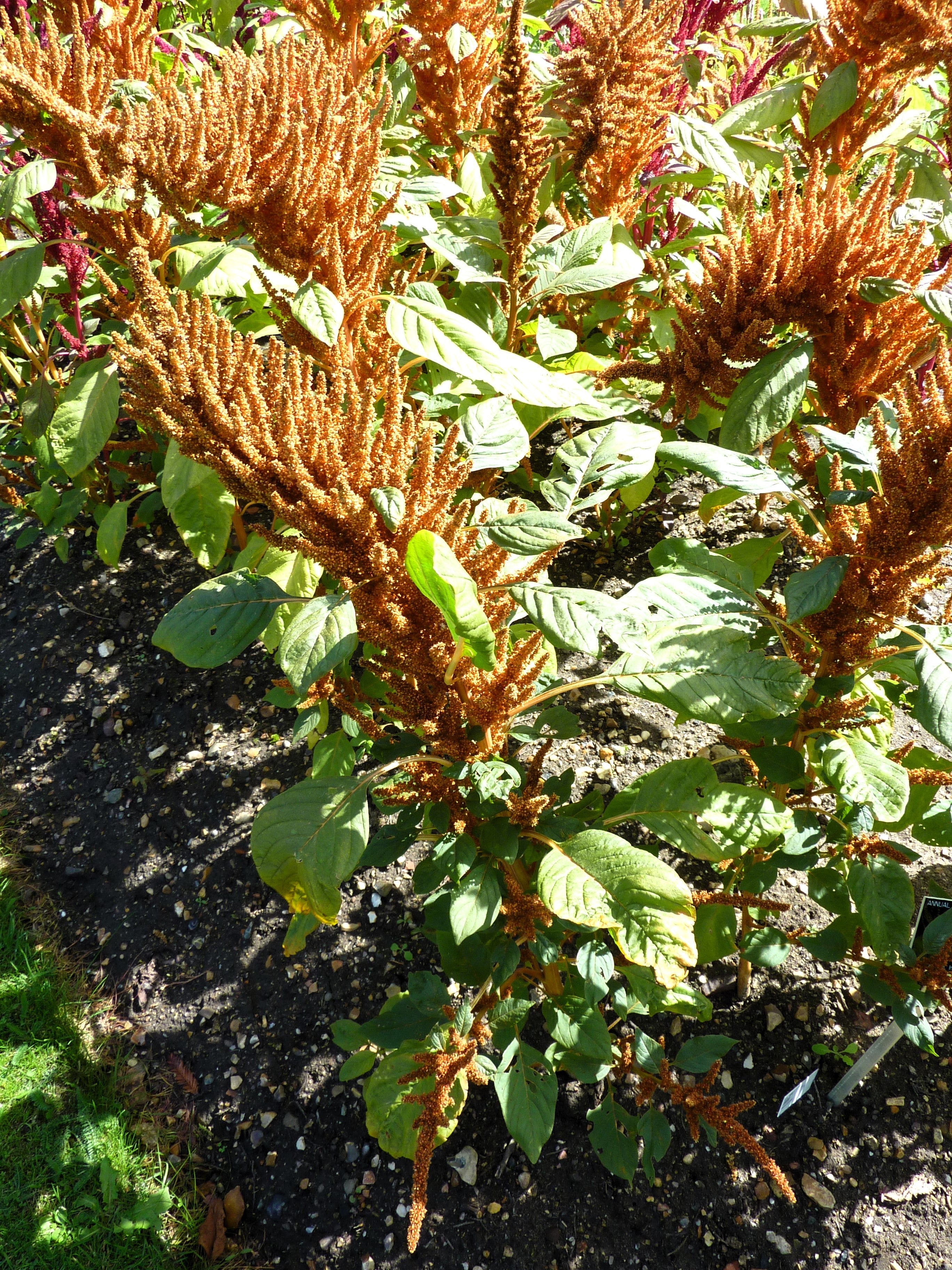 100 Organic HOT BISCUITS AMARANTHUS Cruentus Coppery Bronze Plumes Flower Seeds
