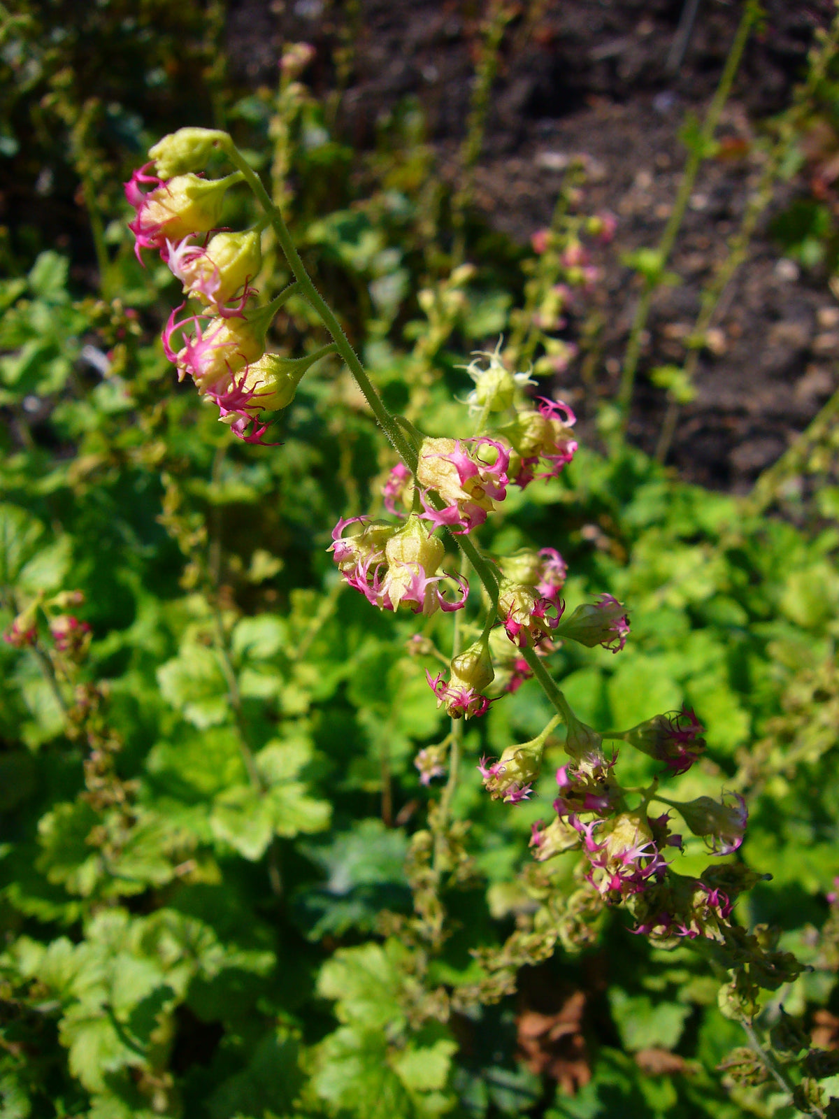25 FRINGECUP Tellima Grandiflora Odorata Bigflower Fringe Cup Pink Flower Seeds