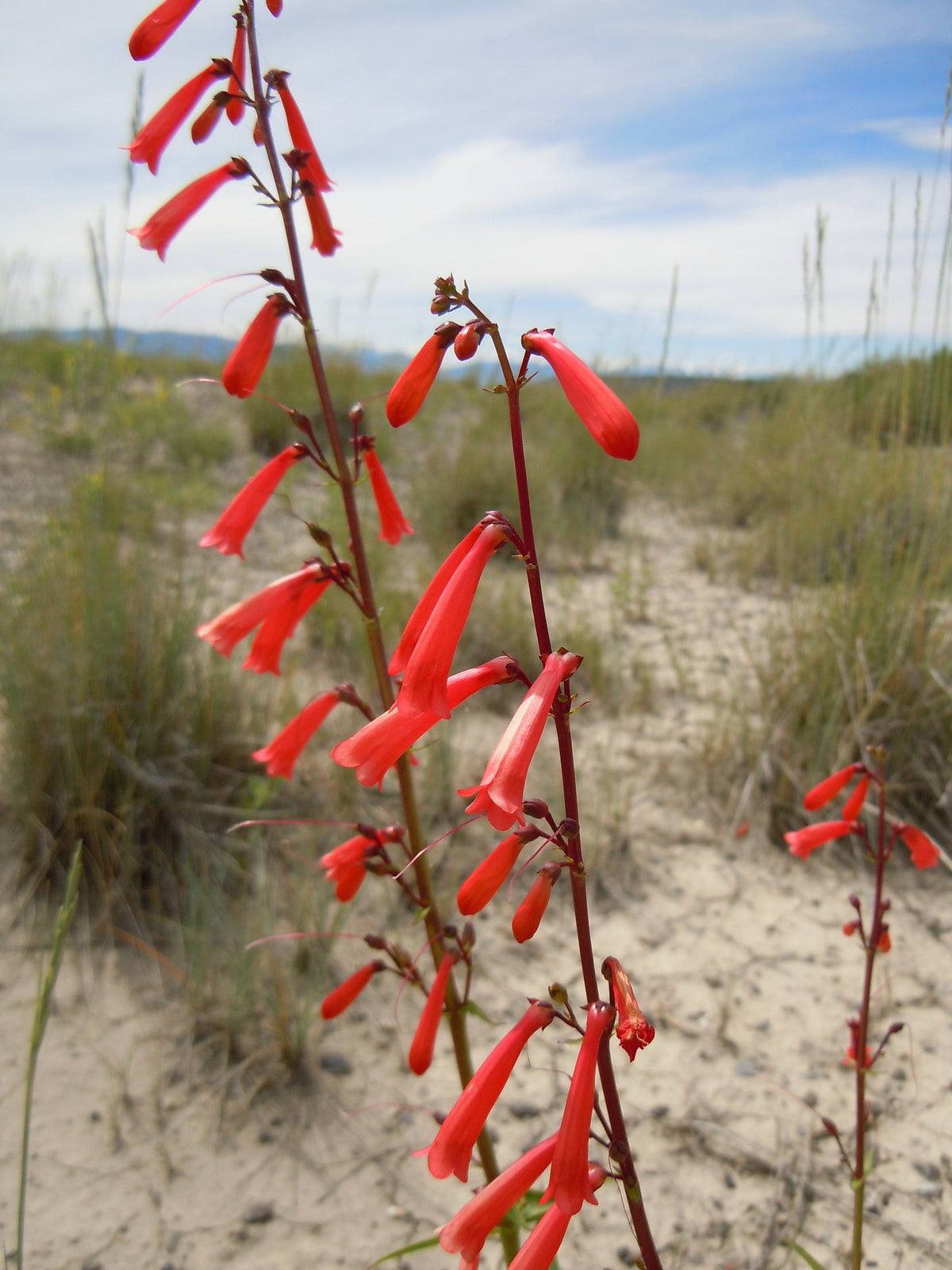 150 Eatons RED FIRECRACKER PENSTEMON Eatonii Native Hummingbird Flower Seeds