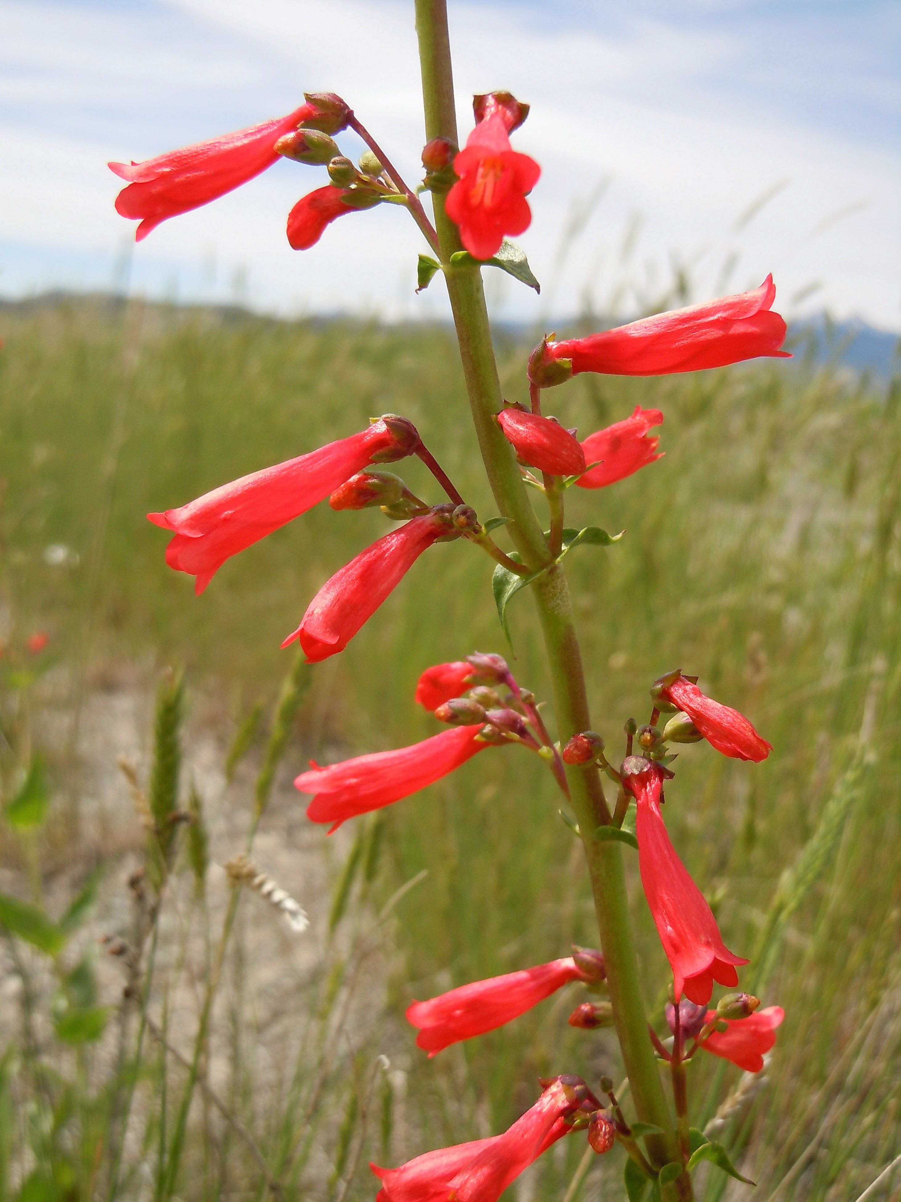 150 Eatons RED FIRECRACKER PENSTEMON Eatonii Native Hummingbird Flower Seeds