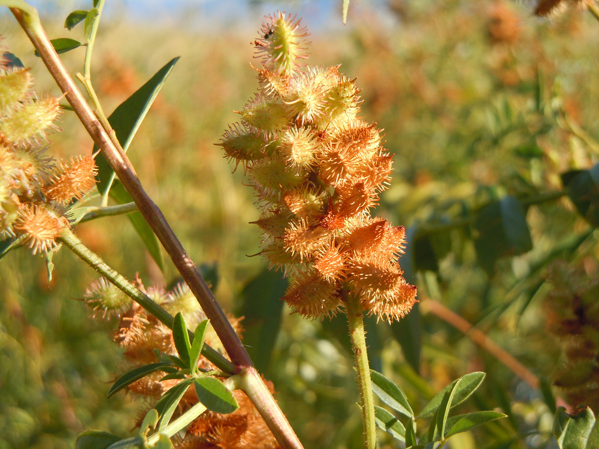 50 AMERICAN LICORICE Glycyrrhiza Lepidota aka Wild Licorice Native Herb White Flower Seeds