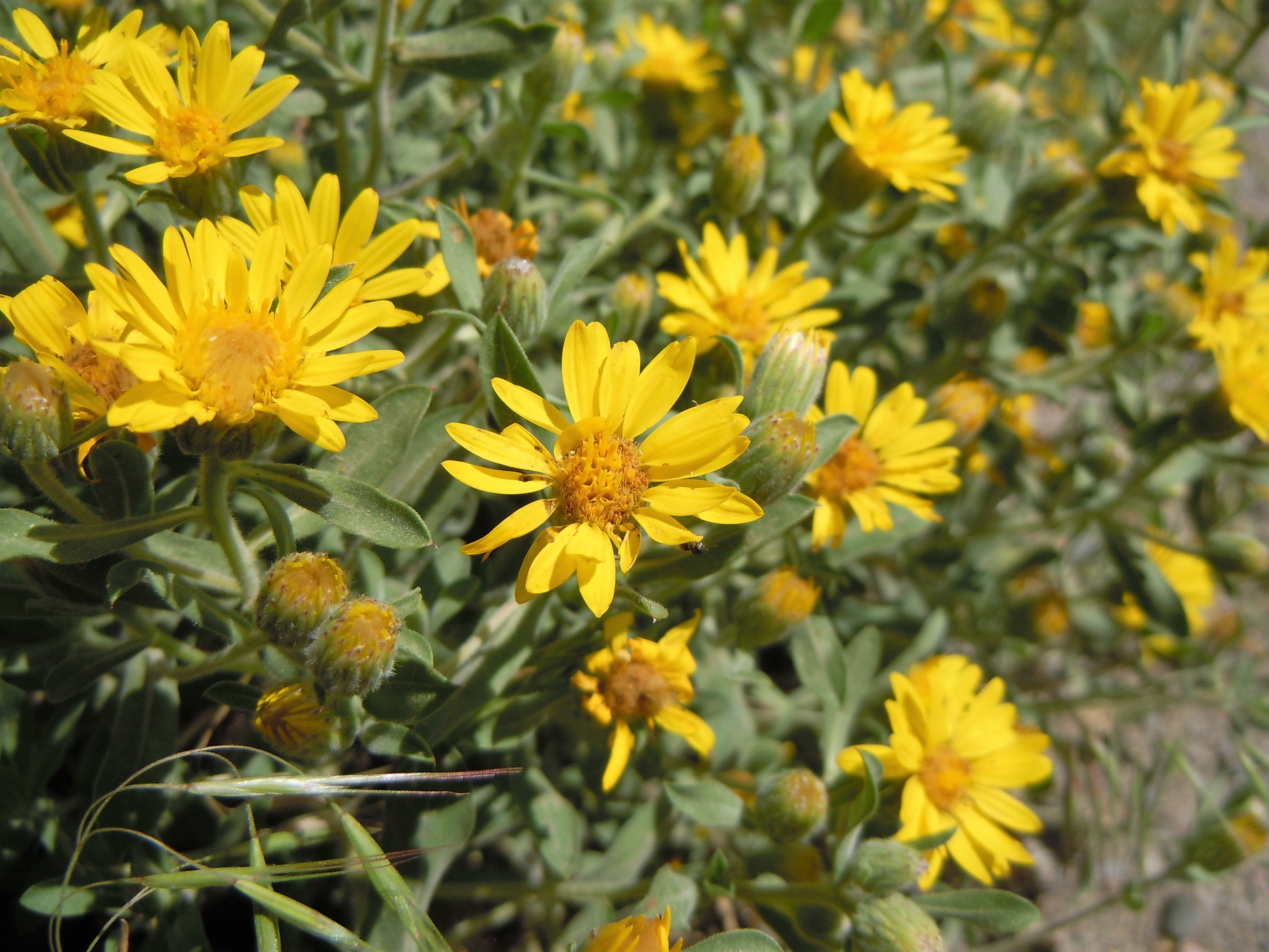100 HAIRY GOLDEN ASTER Chrysopsis Heterotheca Villosa Herb Yellow Flower Seeds