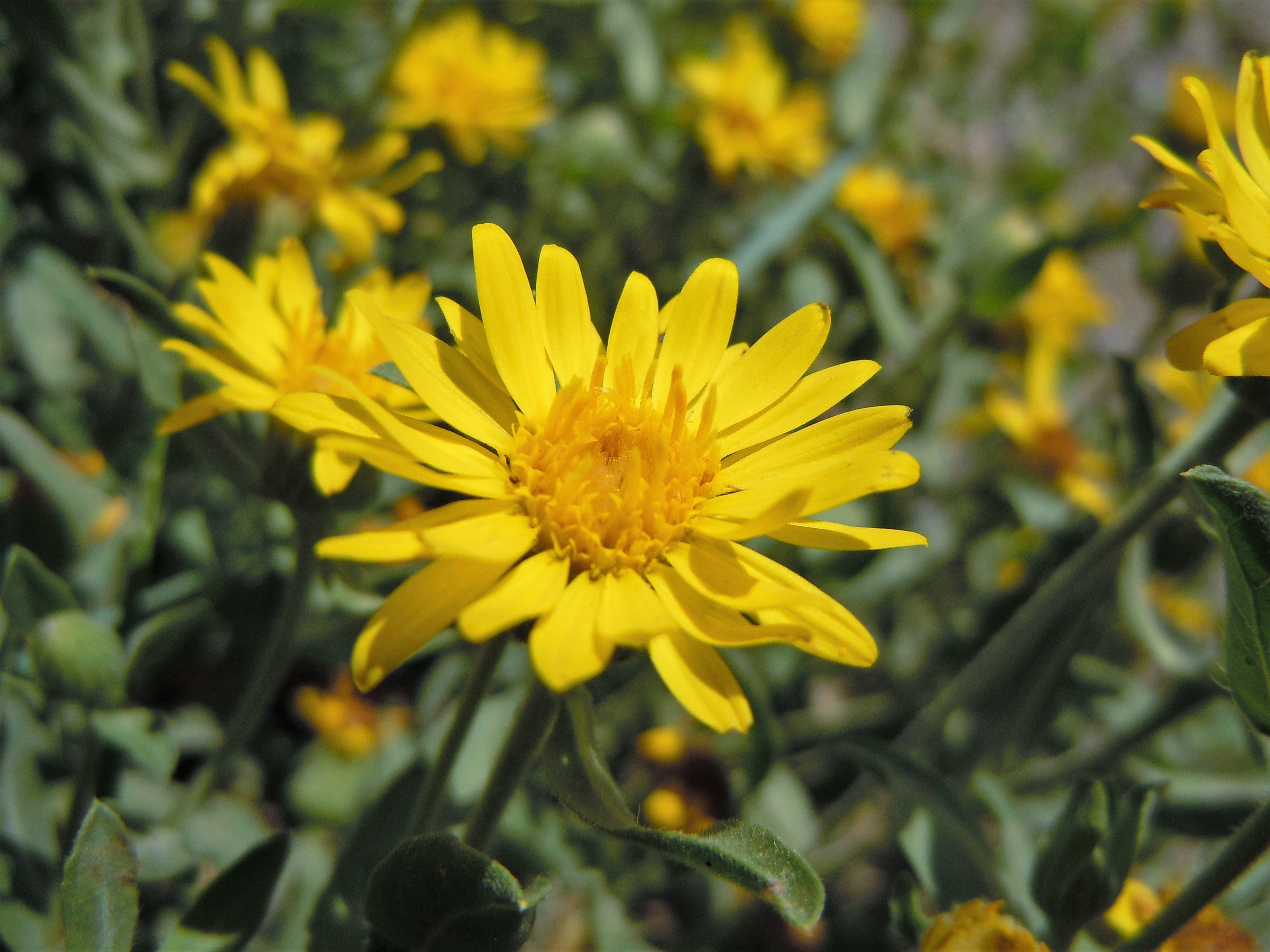 100 HAIRY GOLDEN ASTER Chrysopsis Heterotheca Villosa Herb Yellow Flower Seeds