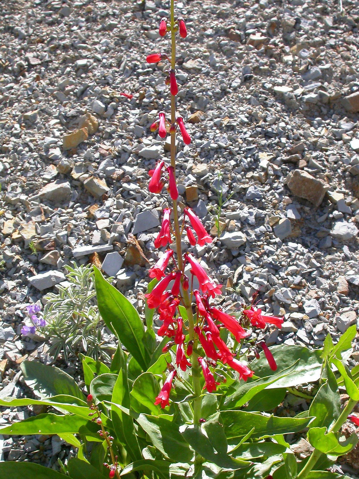 150 Eatons RED FIRECRACKER PENSTEMON Eatonii Native Hummingbird Flower Seeds