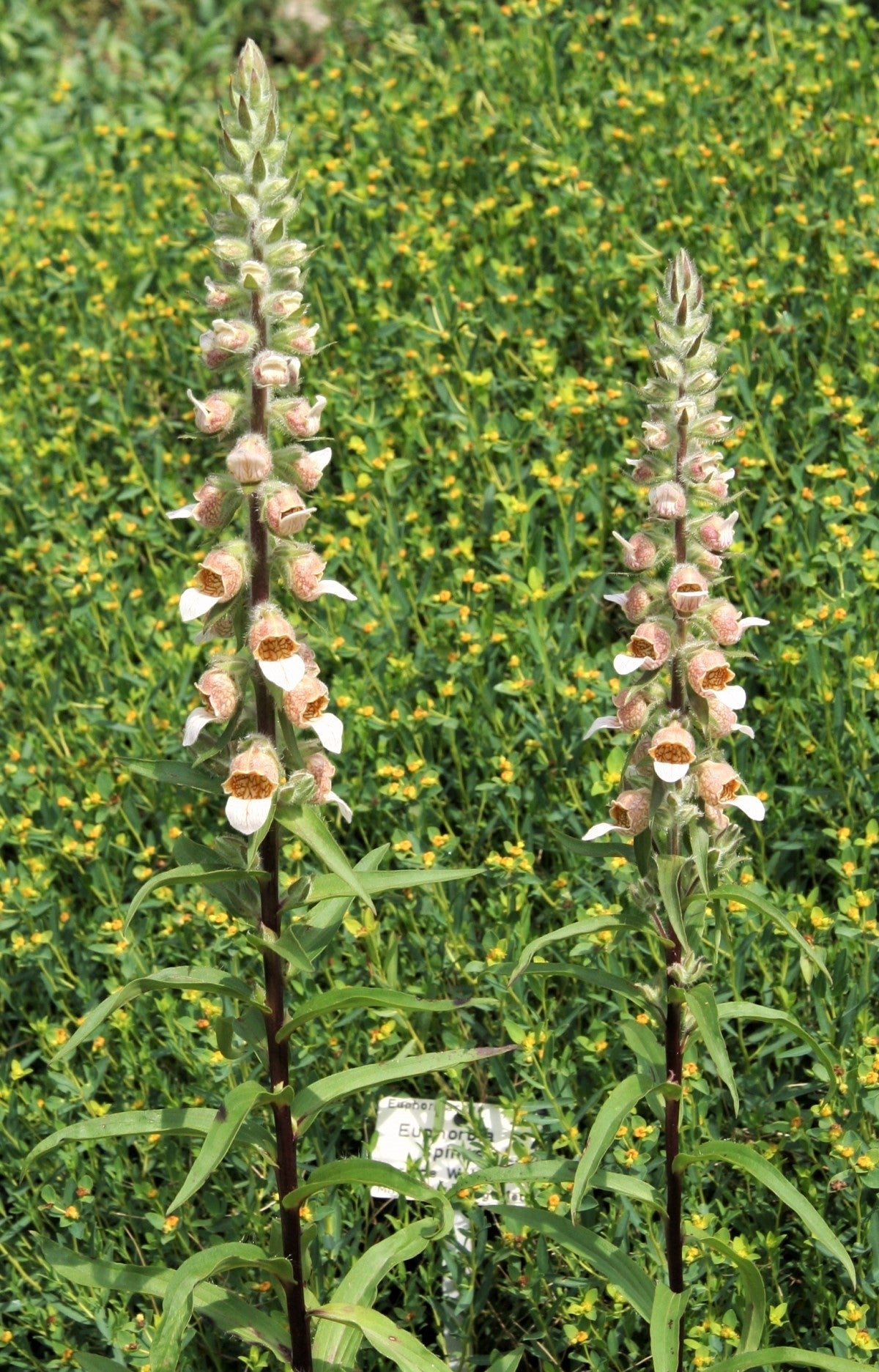 200 GRECIAN FOXGLOVE Wooly Digitalis Lanata Hummingbird White Yellow Purple Brown Flower Seeds