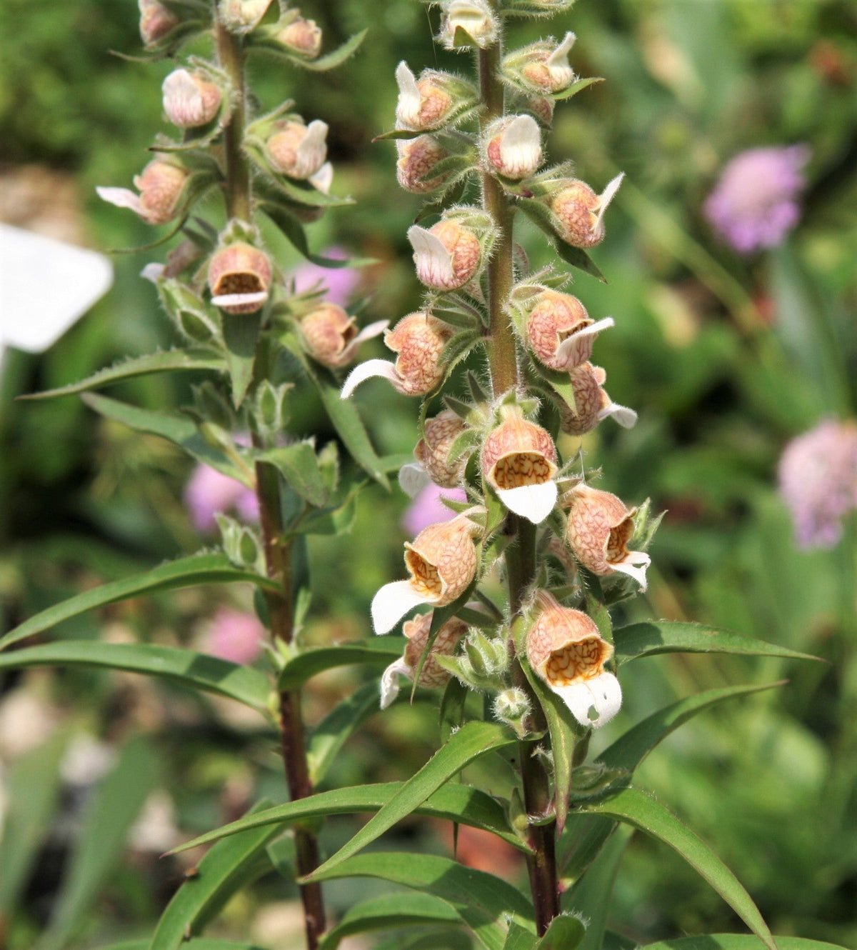 200 GRECIAN FOXGLOVE Wooly Digitalis Lanata Hummingbird White Yellow Purple Brown Flower Seeds