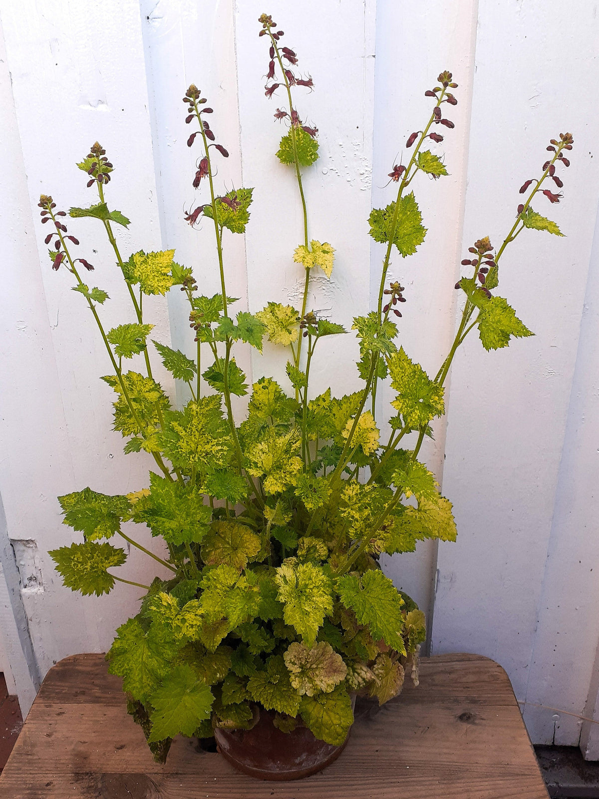100 PIGGYBACK Plant YOUTH On AGE Tolmiea Thousand Mothers Menziesii Flower Seeds