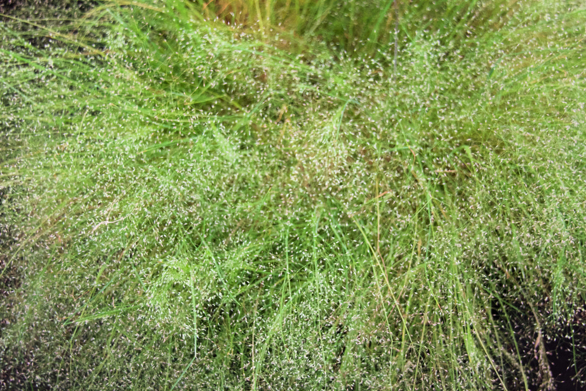 200 CLOUD GRASS Agrostis Nebulosa White Flower Tan Ornamental Grass Seeds