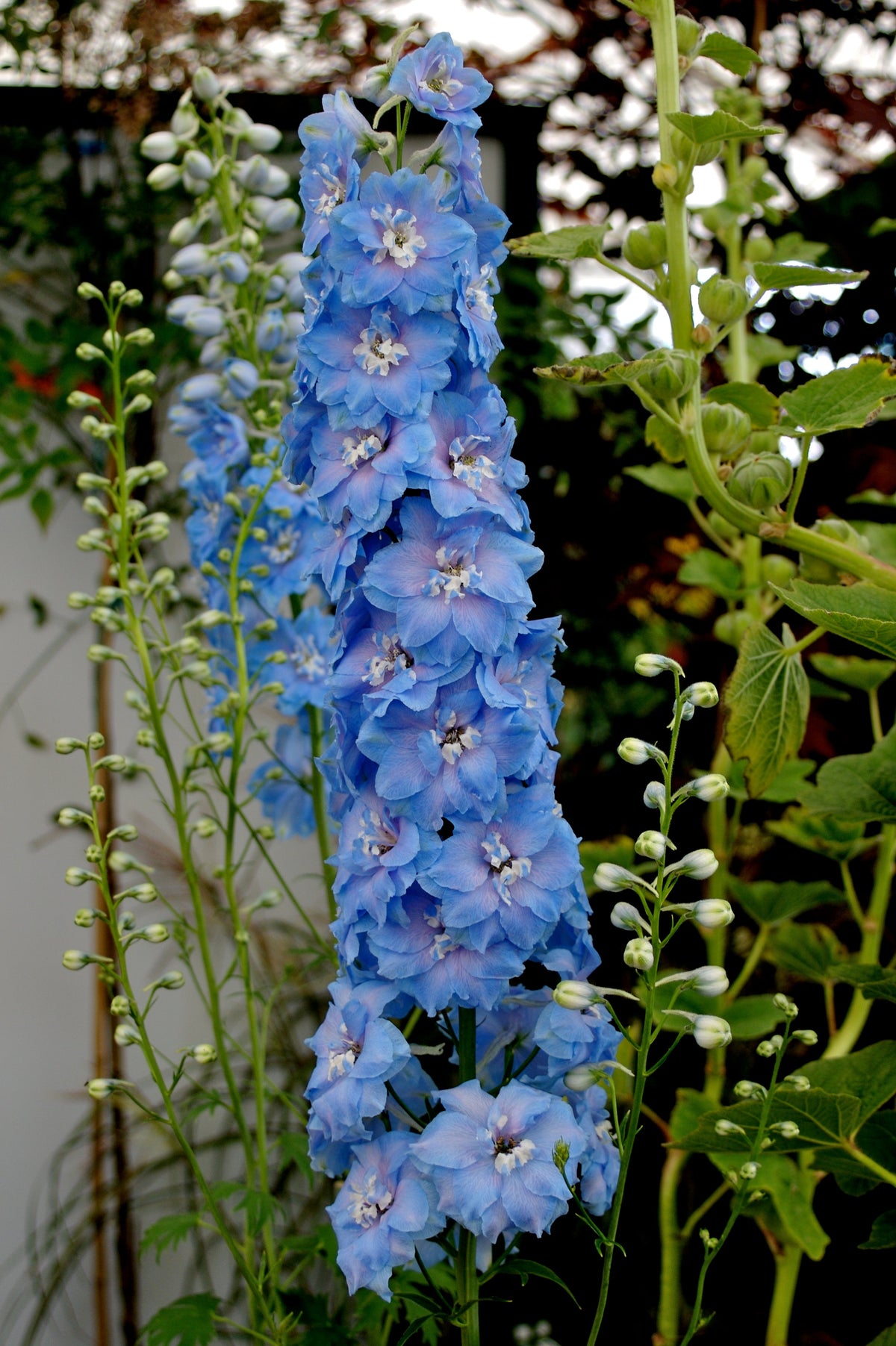 350 Blue with Pink ROCKET LARKSPUR DELPHINIUM Consolida Ajacis Seeds
