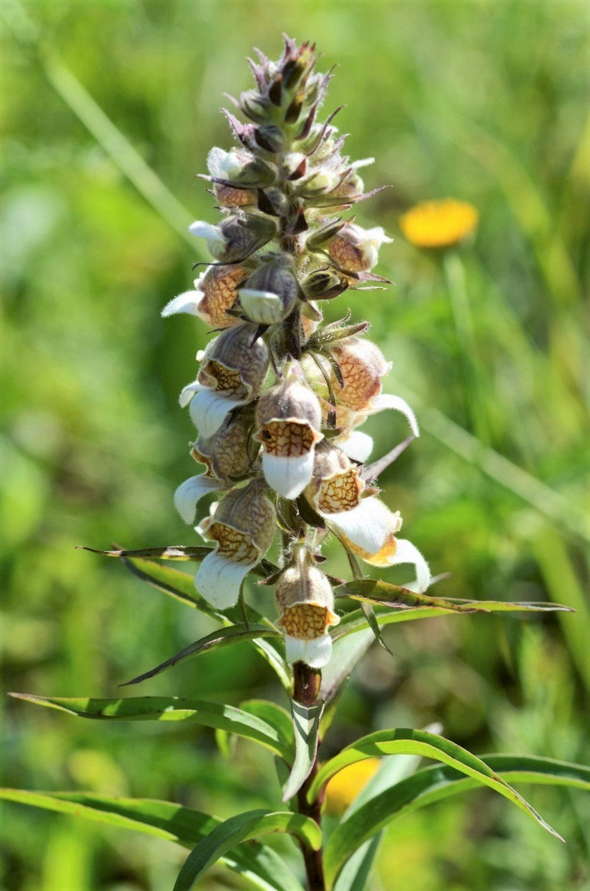 200 GRECIAN FOXGLOVE Wooly Digitalis Lanata Hummingbird White Yellow Purple Brown Flower Seeds