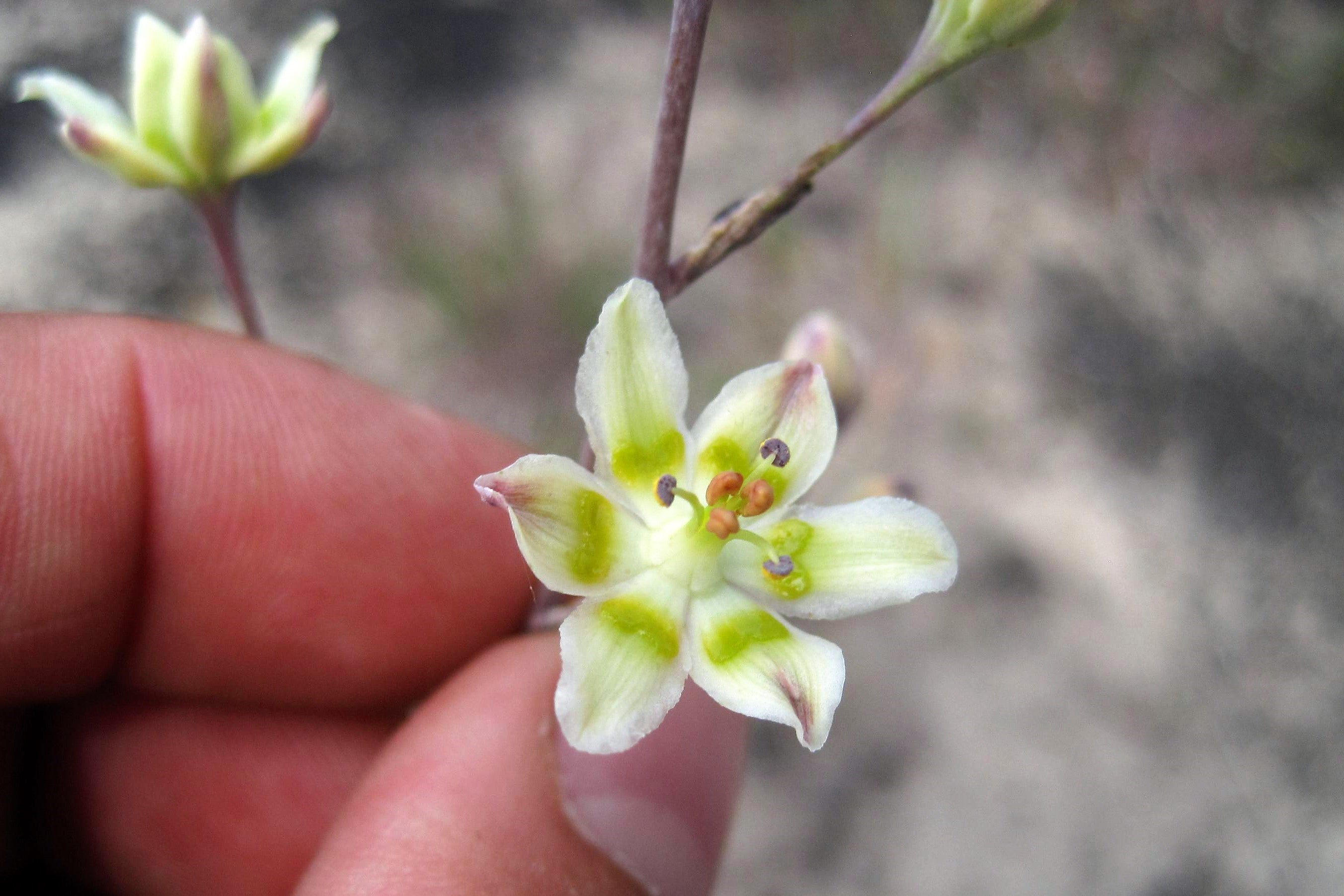 100 WHITE CAMAS Anticlea Elegans Zigadenus Camass Alkali Native Flower Seeds