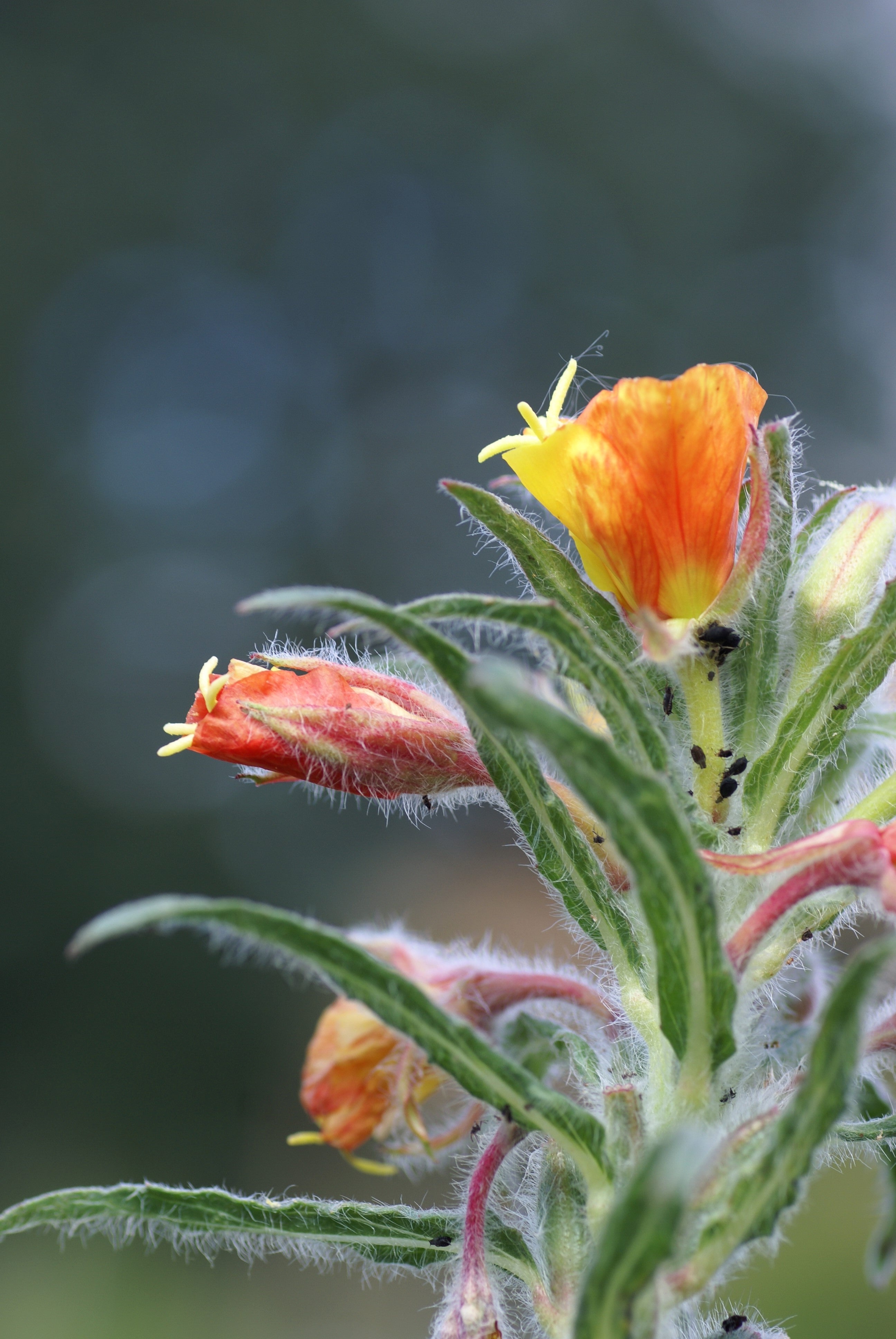 10 SUNSET BOULEVARD PRIMROSE Orange Evening Oenothera Versicolor Sundrops Flower Seeds