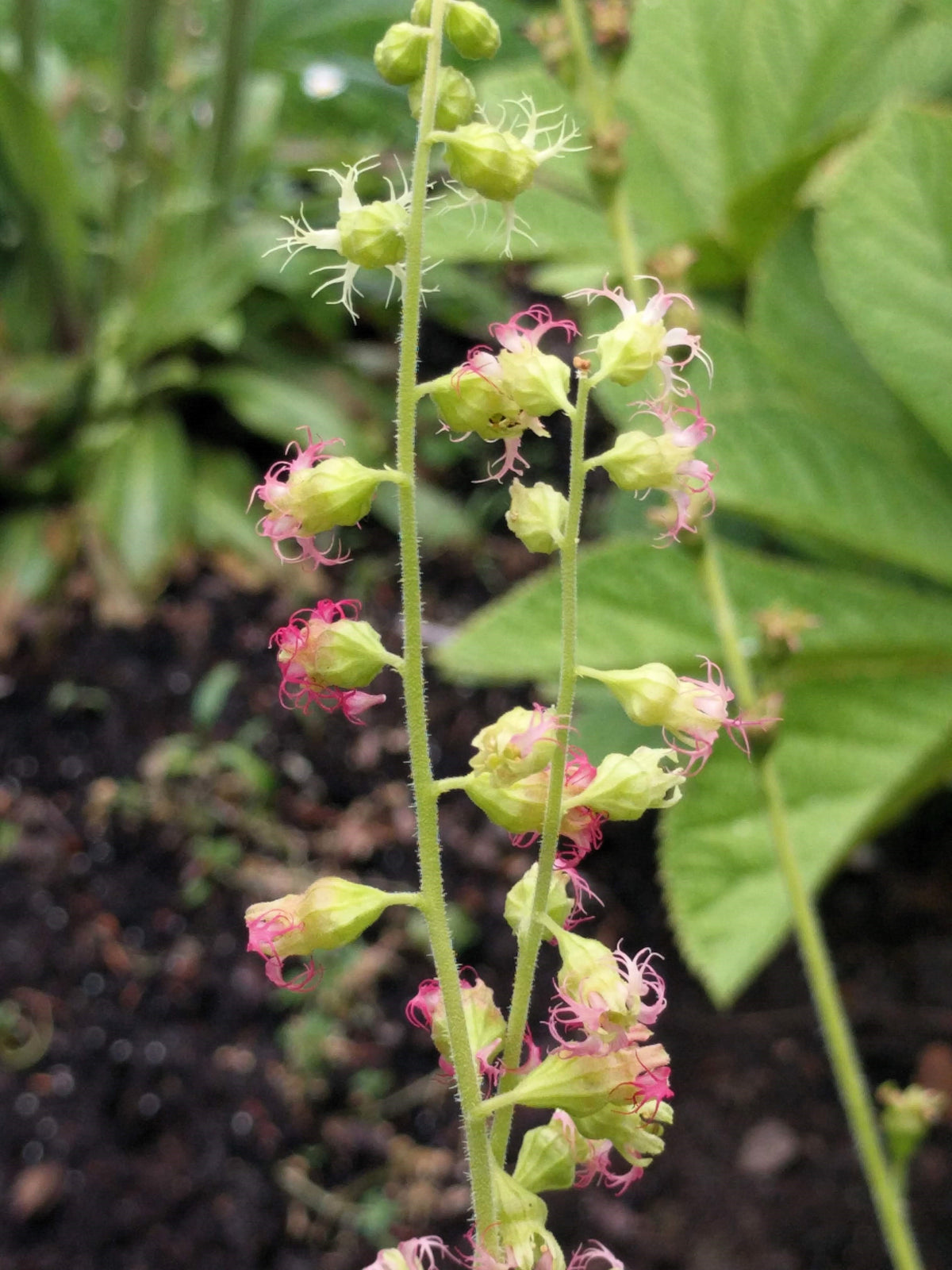 25 FRINGECUP Tellima Grandiflora Odorata Bigflower Fringe Cup Pink Flower Seeds