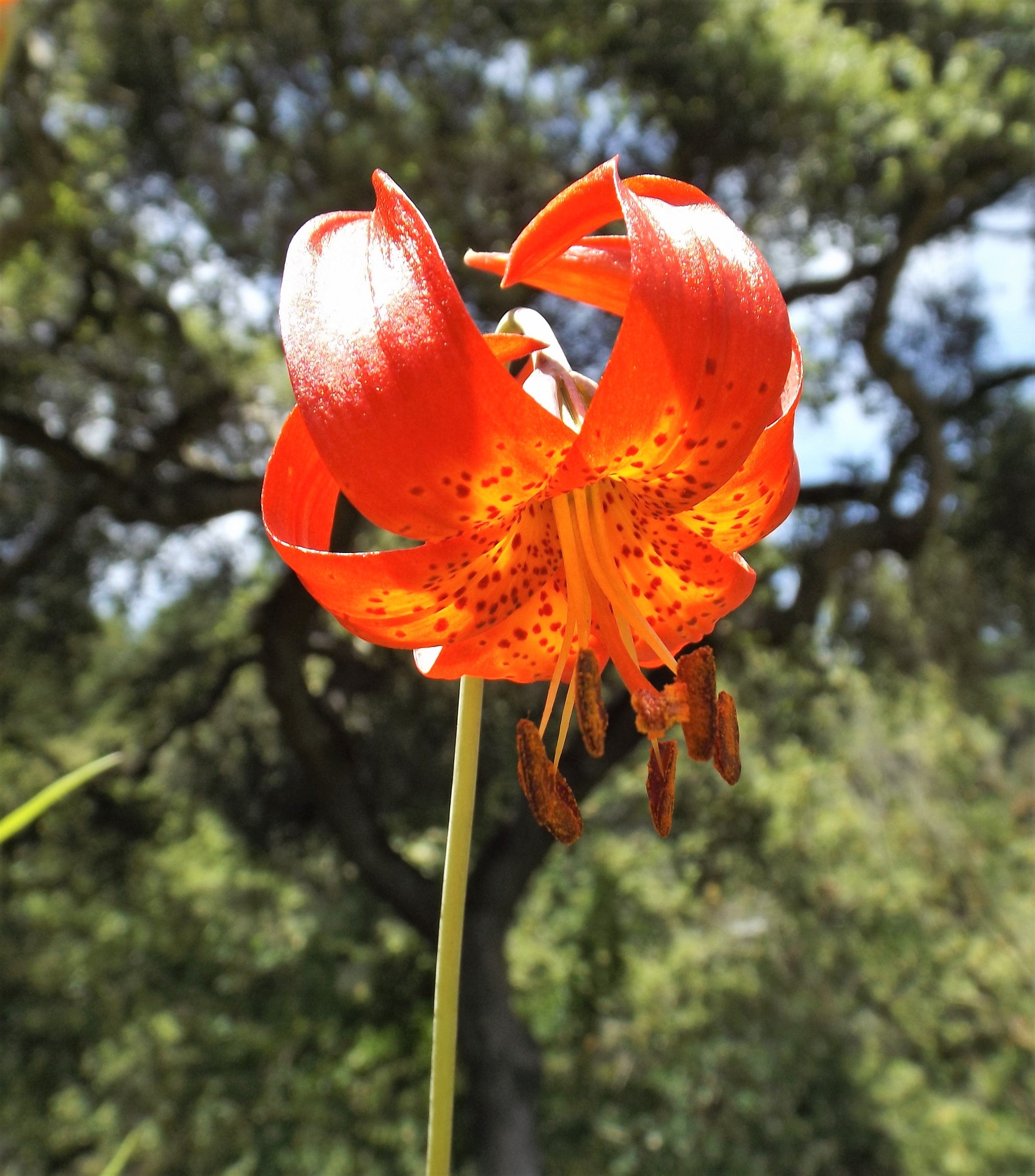 10 LEOPARD LILY California Tiger Lily Panther Lilium Pardalinum Yellow Orange Red Spotted Native Flower Seeds