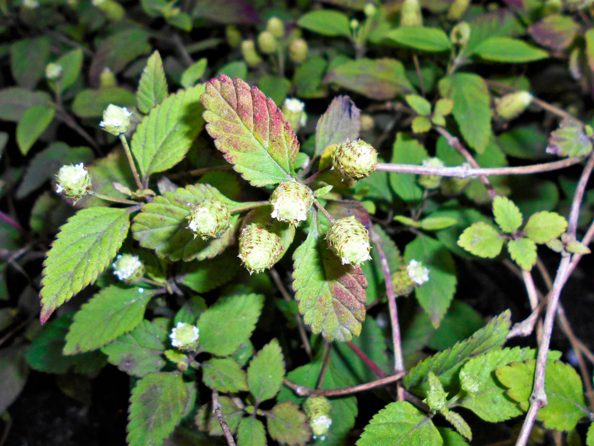 100 AZTEC SWEET HERB aka Honeyherb, Lippia, Mayan Mint, Dulce Buttons. Lippia Dulcis Phyla White Flower Seeds