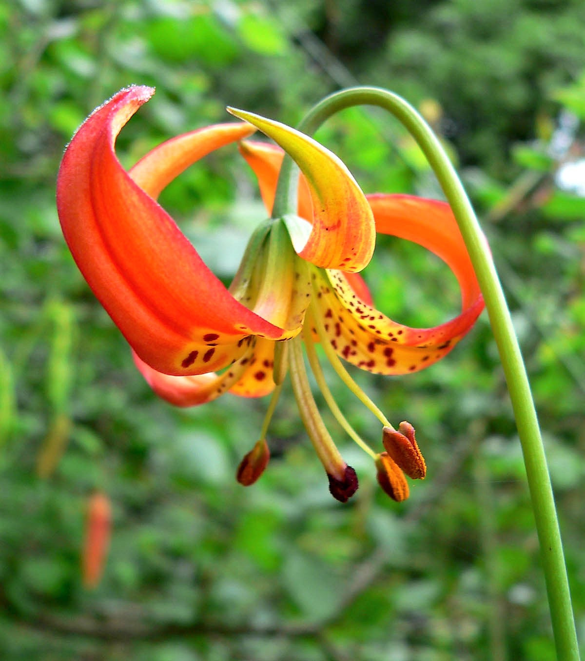 10 LEOPARD LILY California Tiger Lily Panther Lilium Pardalinum Yellow Orange Red Spotted Native Flower Seeds
