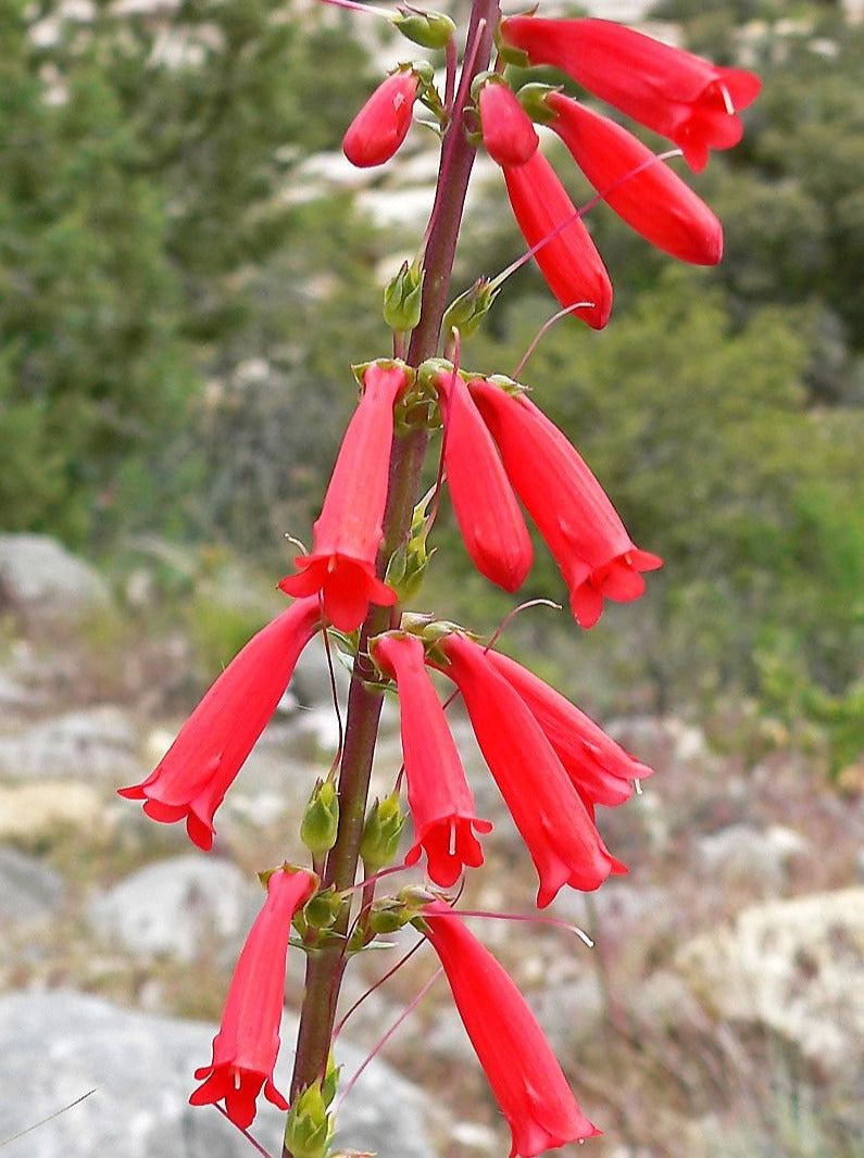 150 Eatons RED FIRECRACKER PENSTEMON Eatonii Native Hummingbird Flower Seeds
