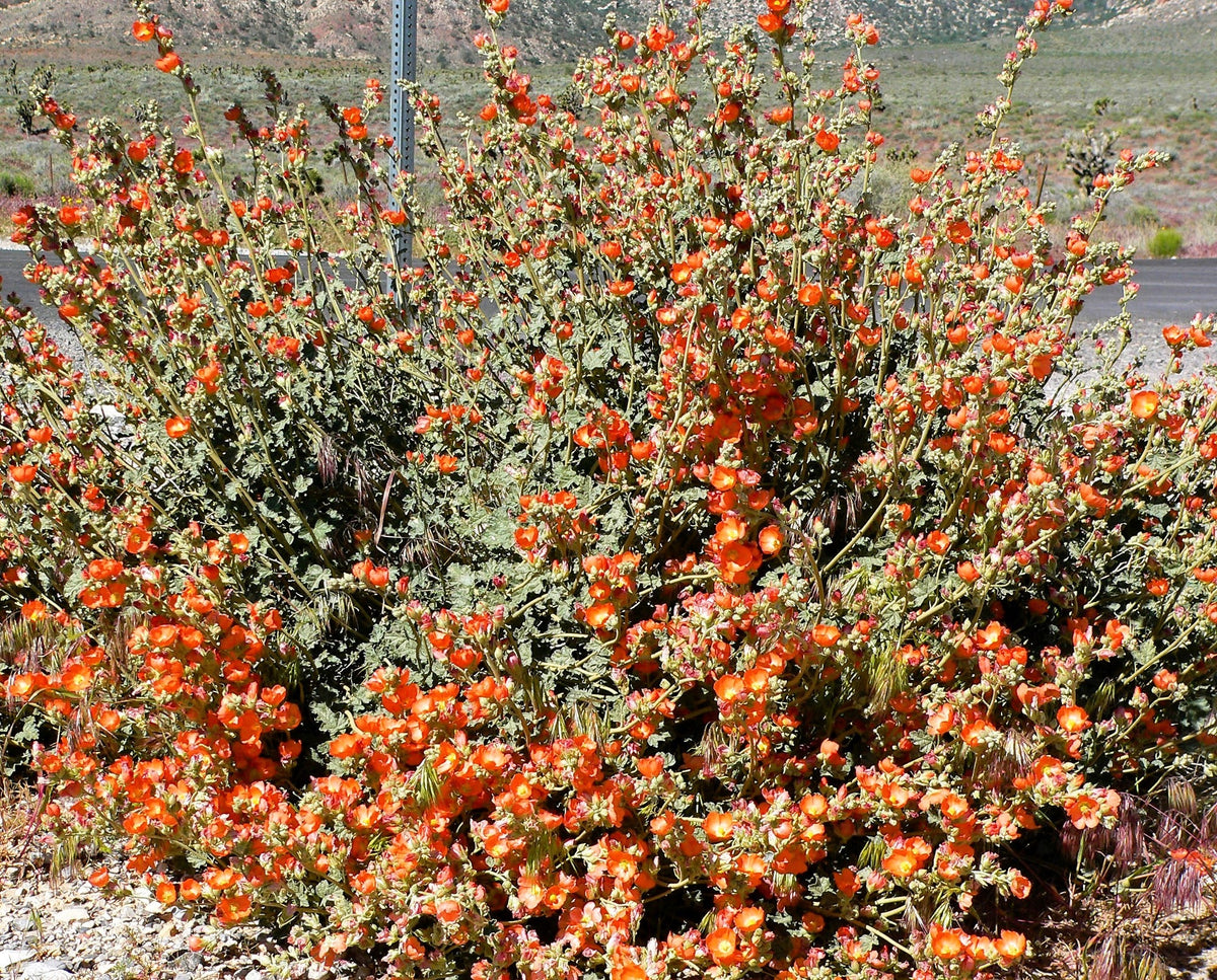 20 Apricot DESERT GLOBEMALLOW Mallow Sphaeralcea Ambigua Flower Seeds